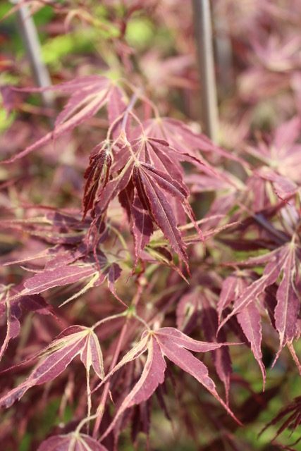 Manyo no sato
