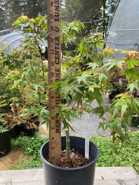 Caperci Dwarf Pre Bonsai 2 Yr. (#697)