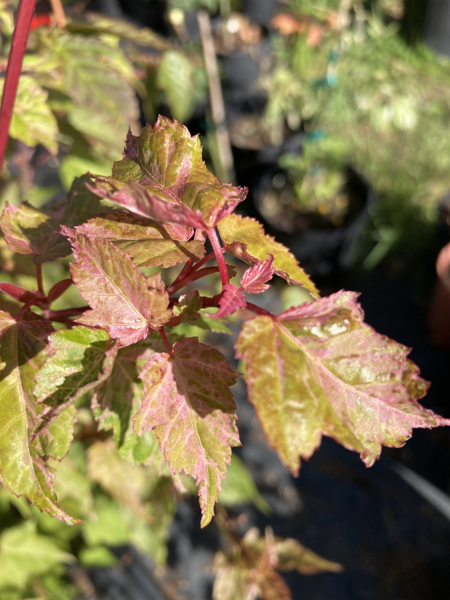 Snake Bark Maple Tree Grab Bag - 1 gallon
