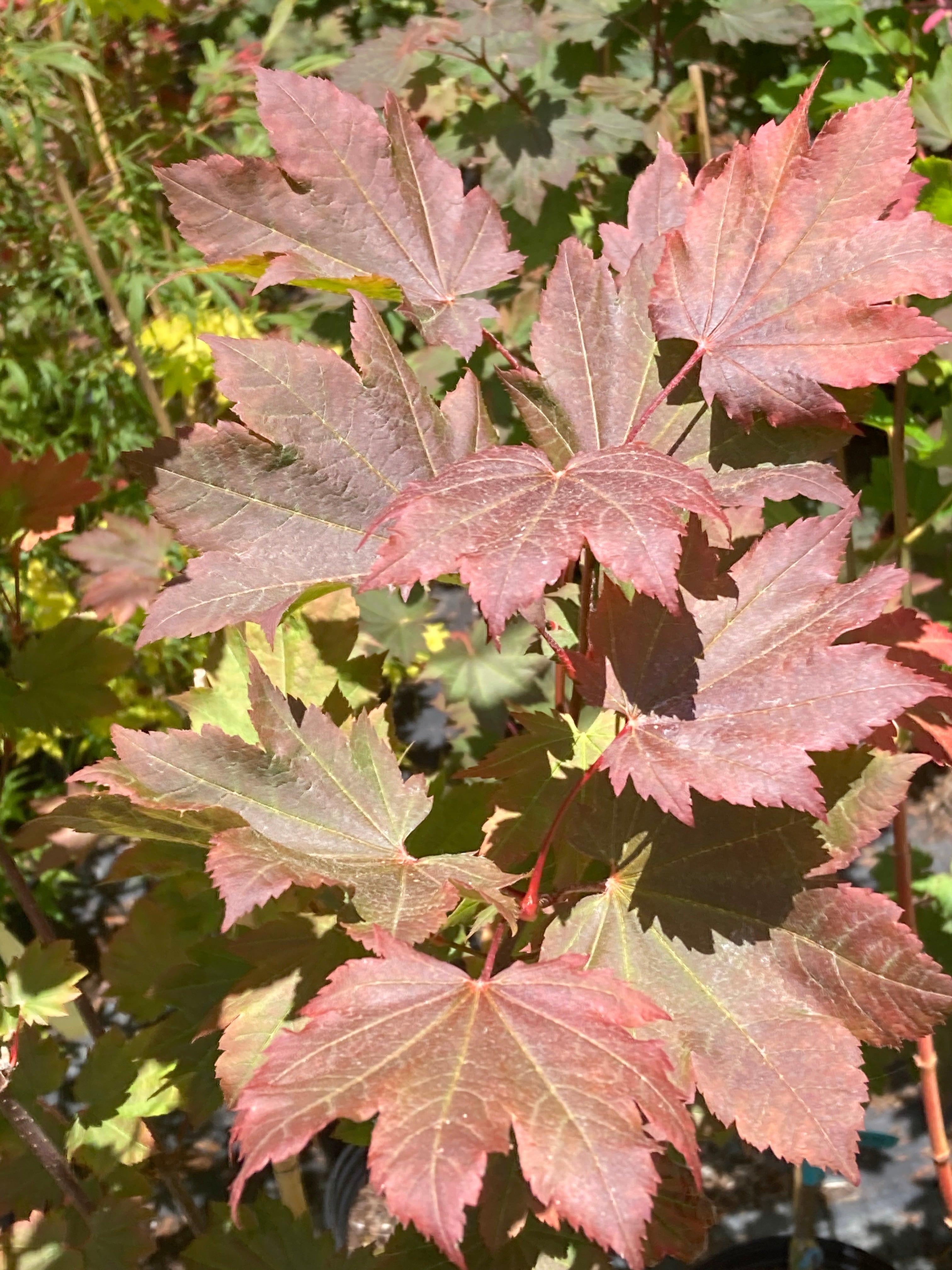 Ruby Red
