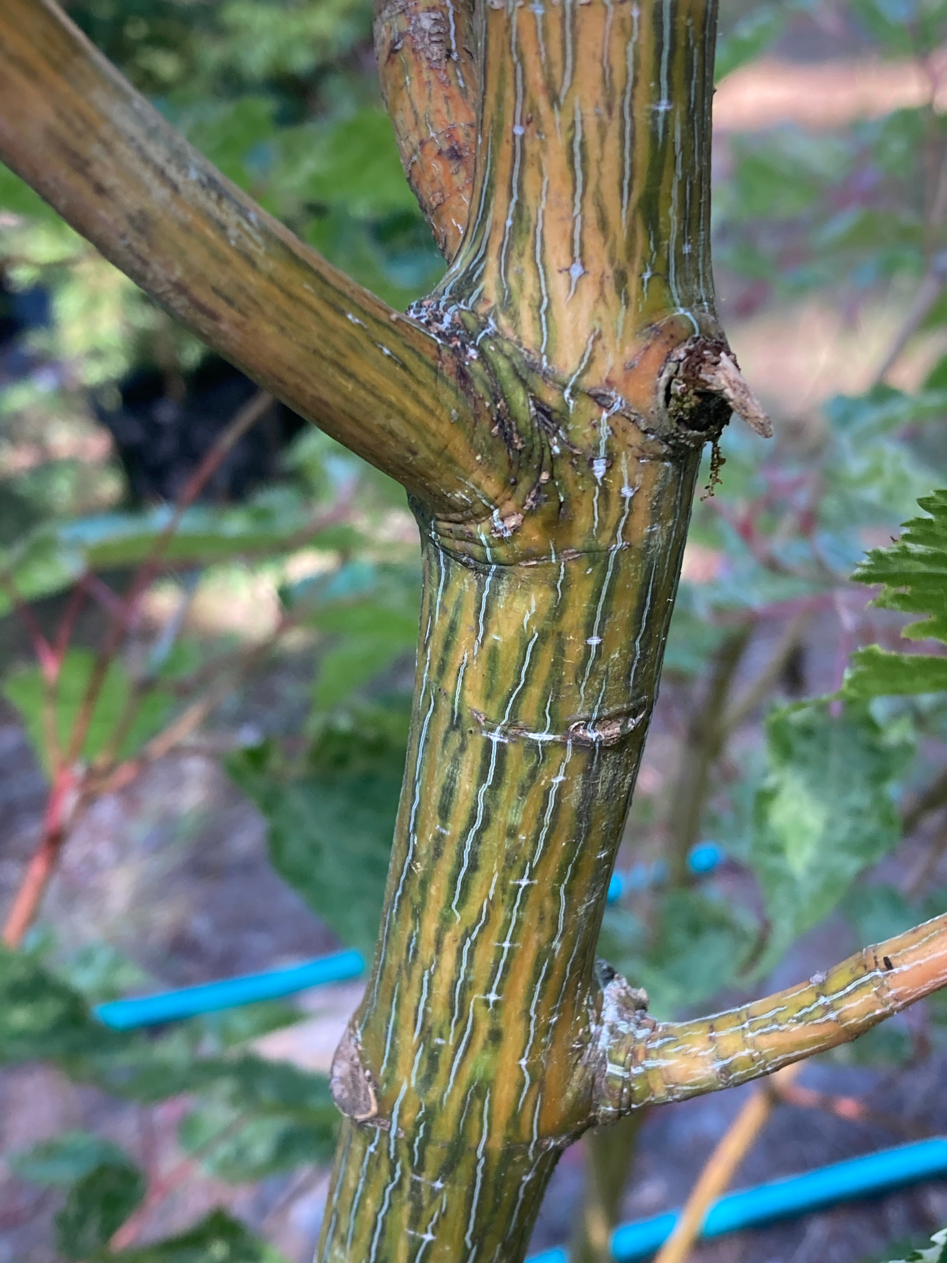 Acer cauditifolium 'Variegata'