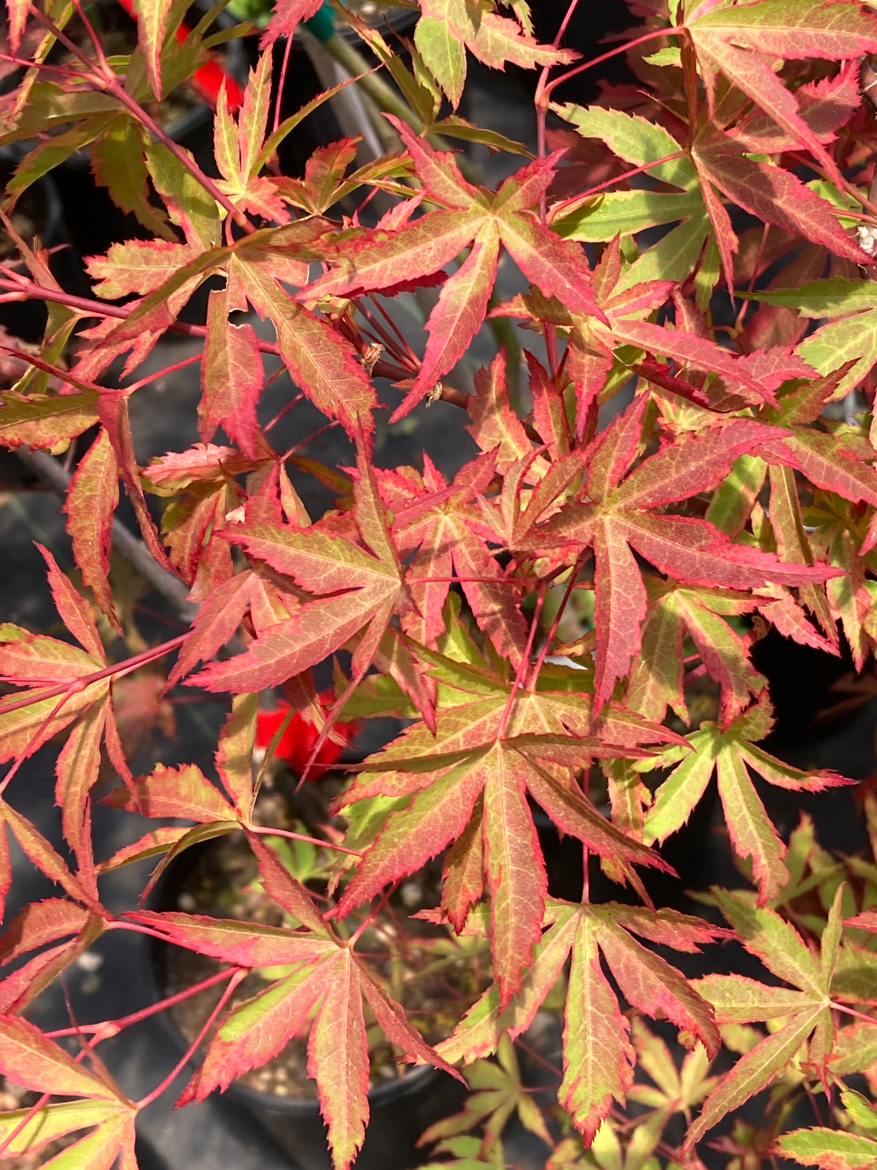 Taiyo nishiki