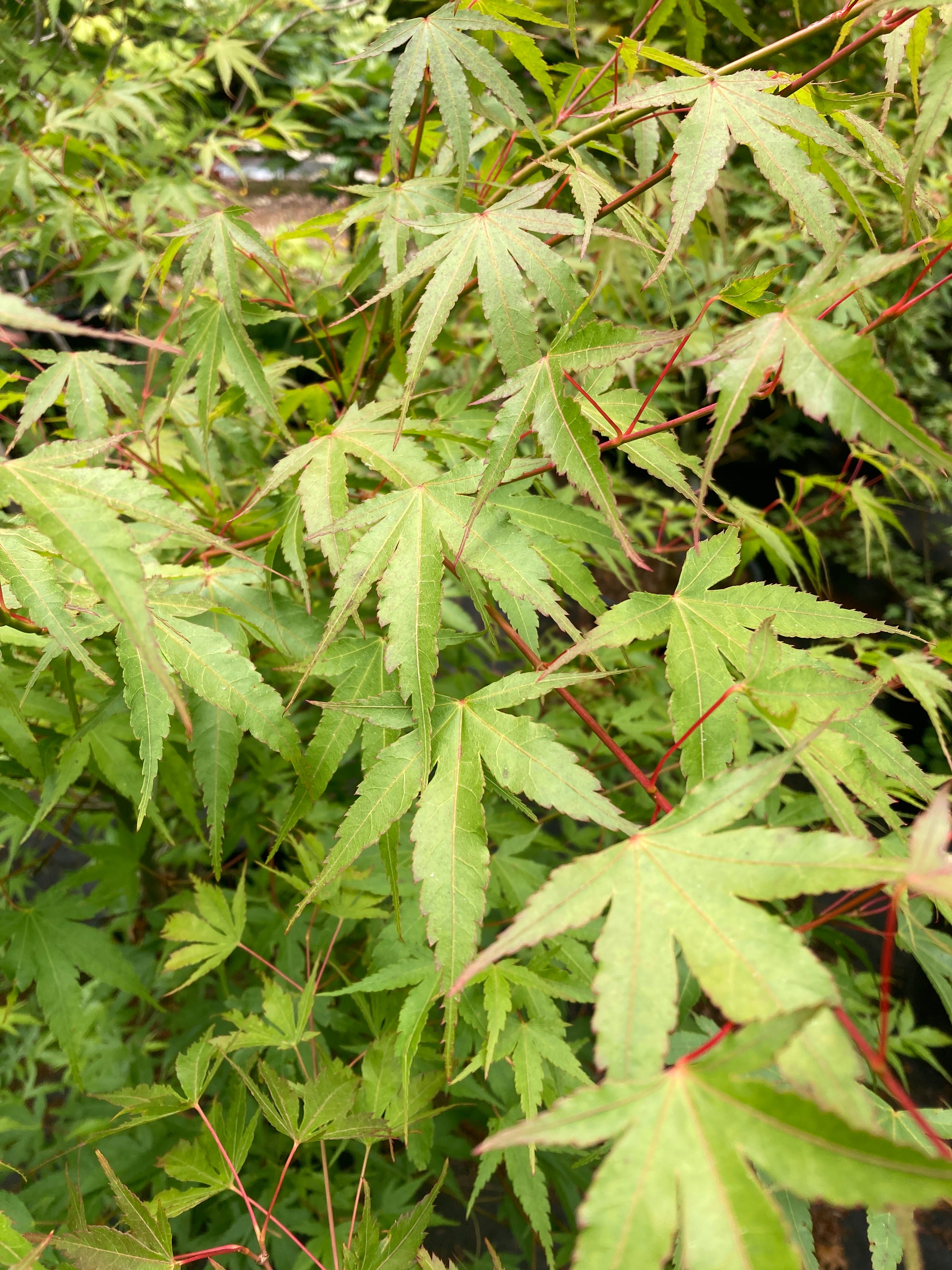 Pine Bark Maple Nishiki gawa