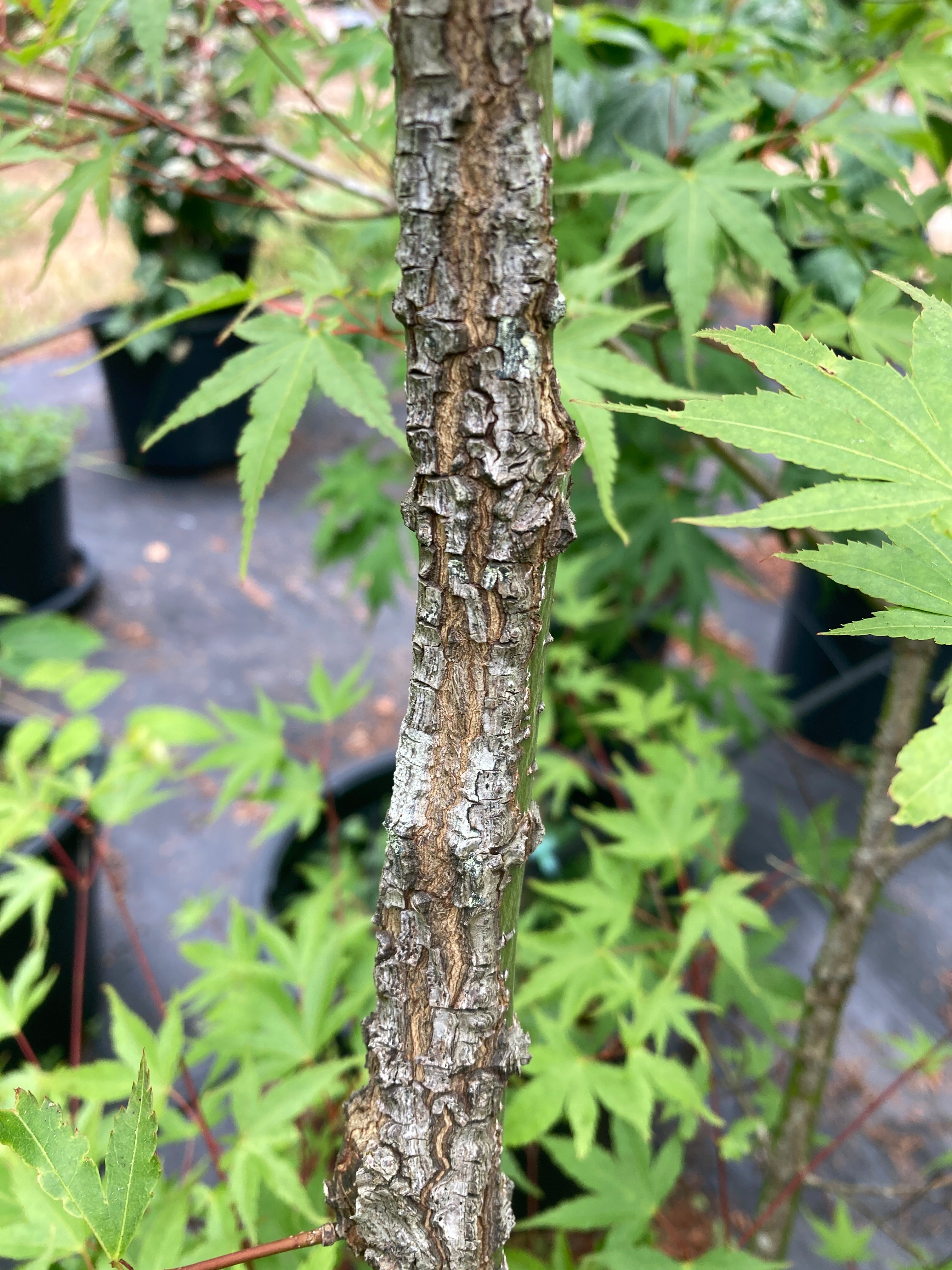 Pine Bark Maple Nishiki gawa