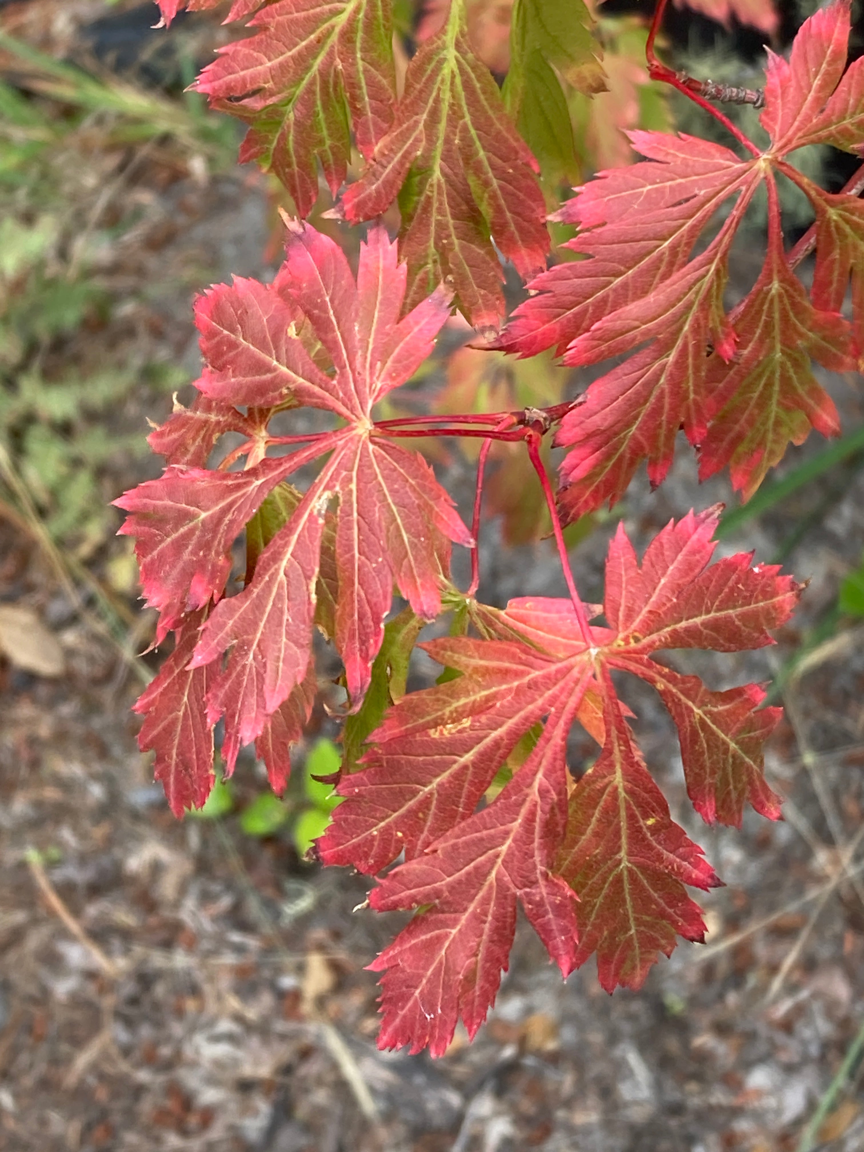 Acer circinatum Monroe