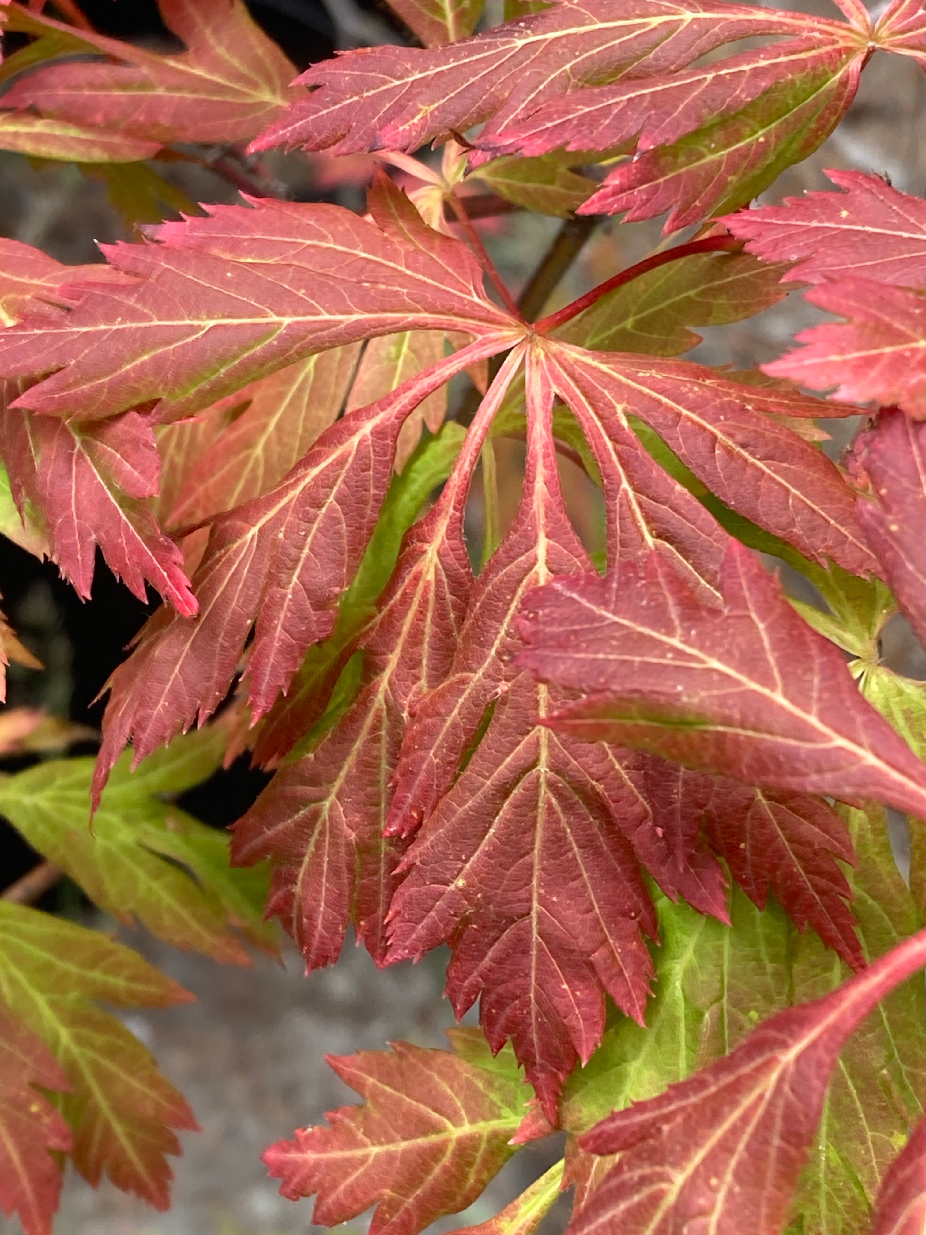 Acer circinatum Monroe