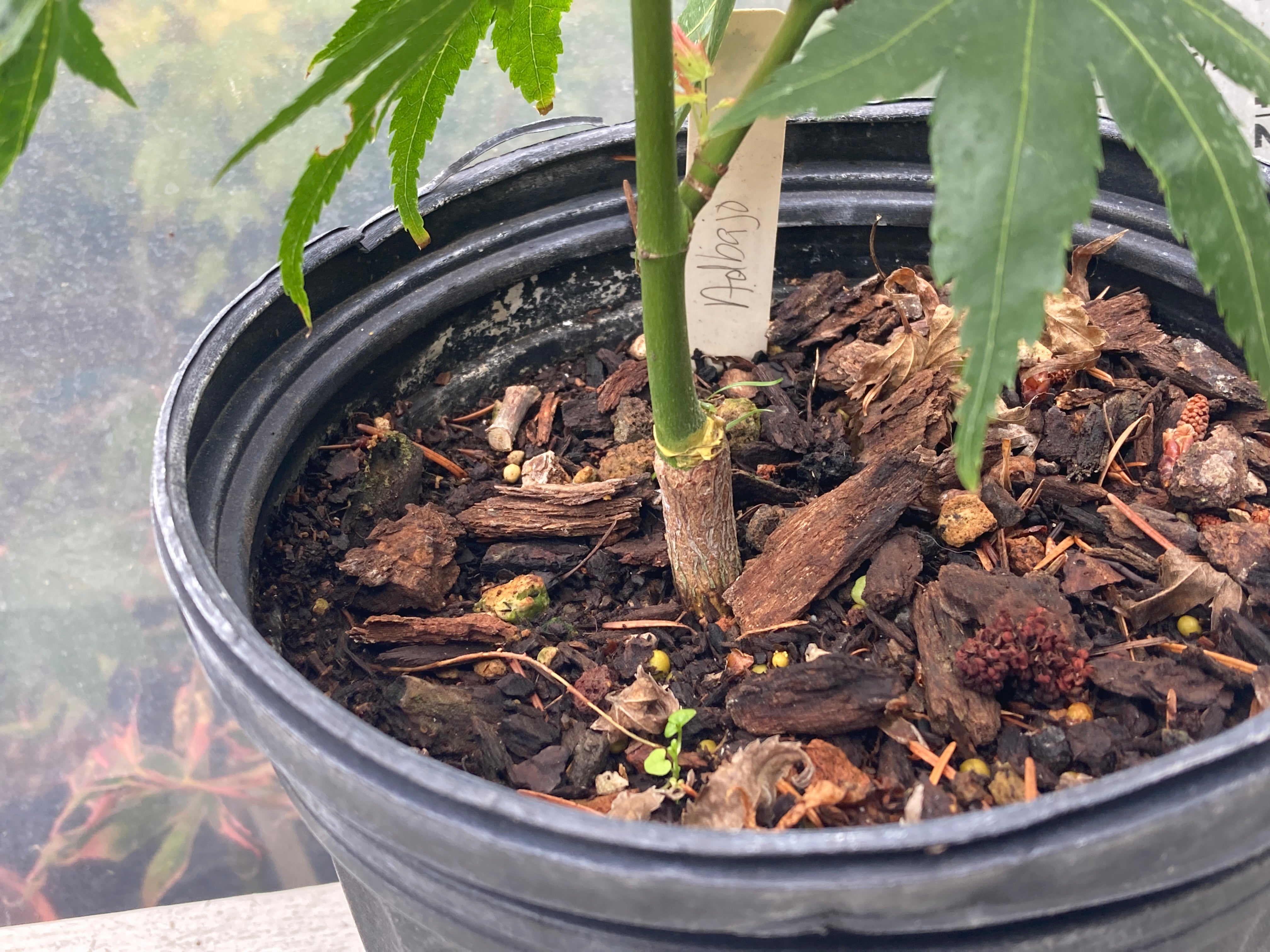 Aoba jo 1-2 Year Pre Bonsai (#240)