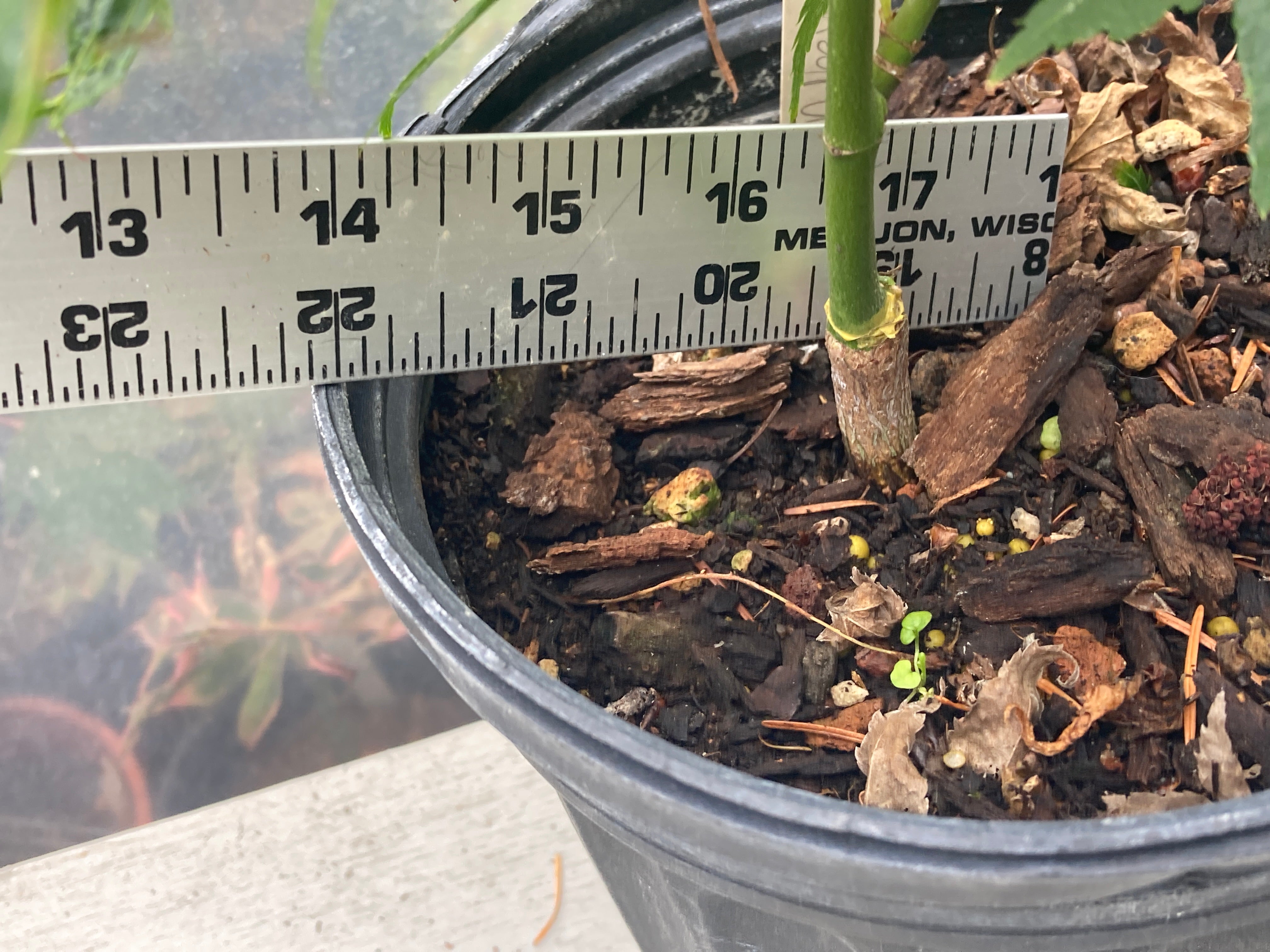 Aoba jo 1-2 Year Pre Bonsai (#240)