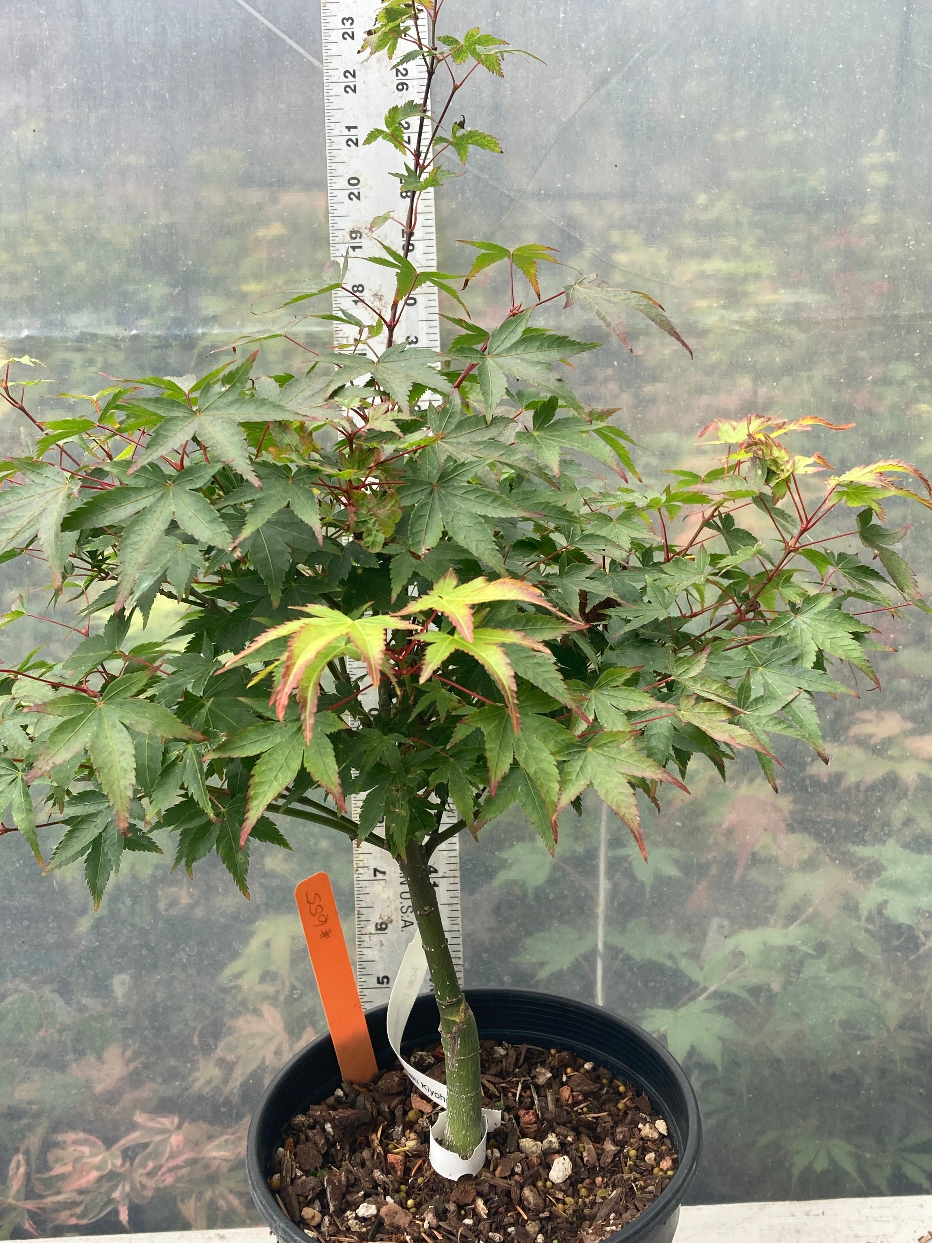 Aoba jo 1-2 Year Pre Bonsai (#240)