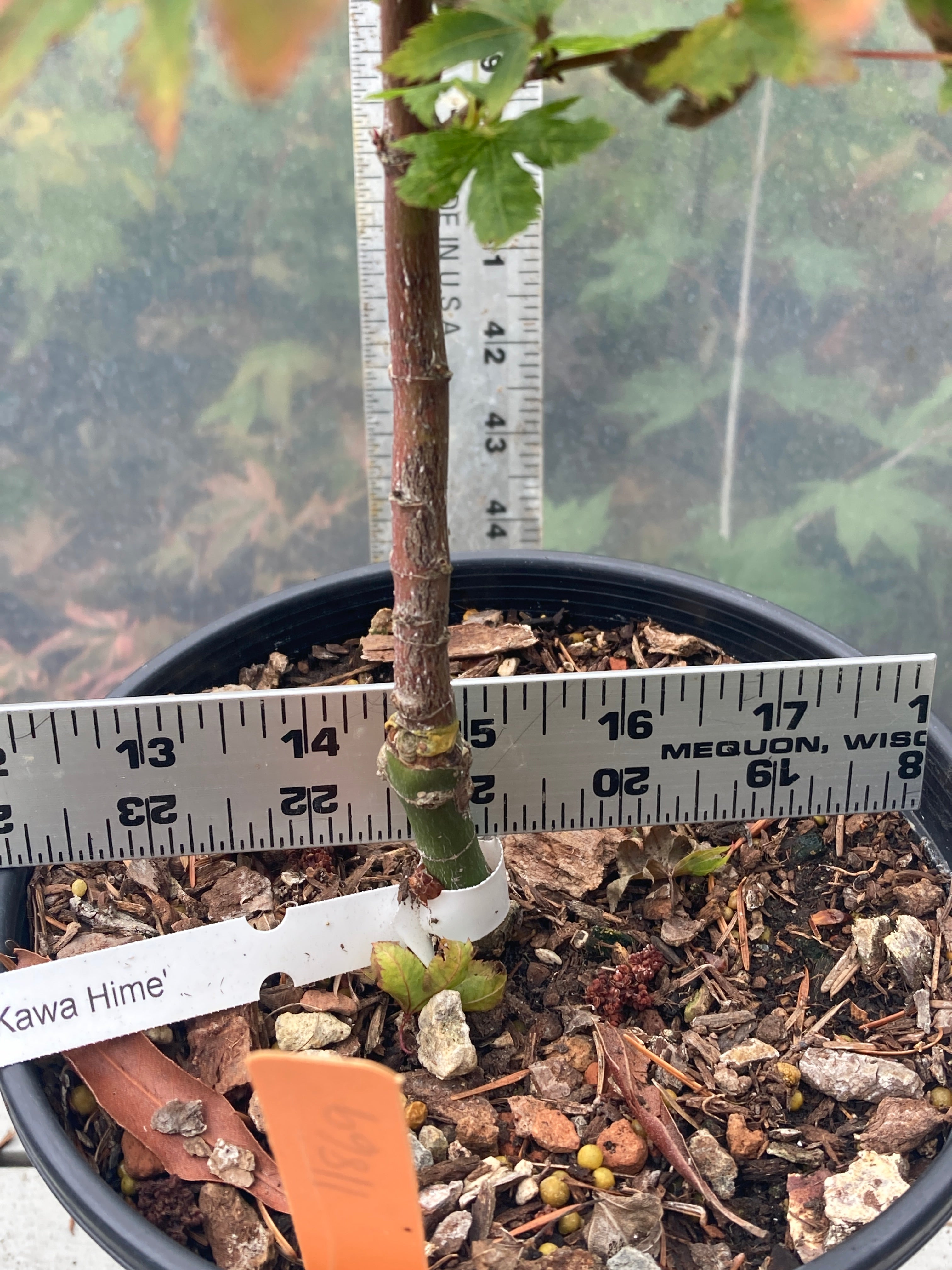 Aka Kawa Hime Pre-Bonsai (#11869)