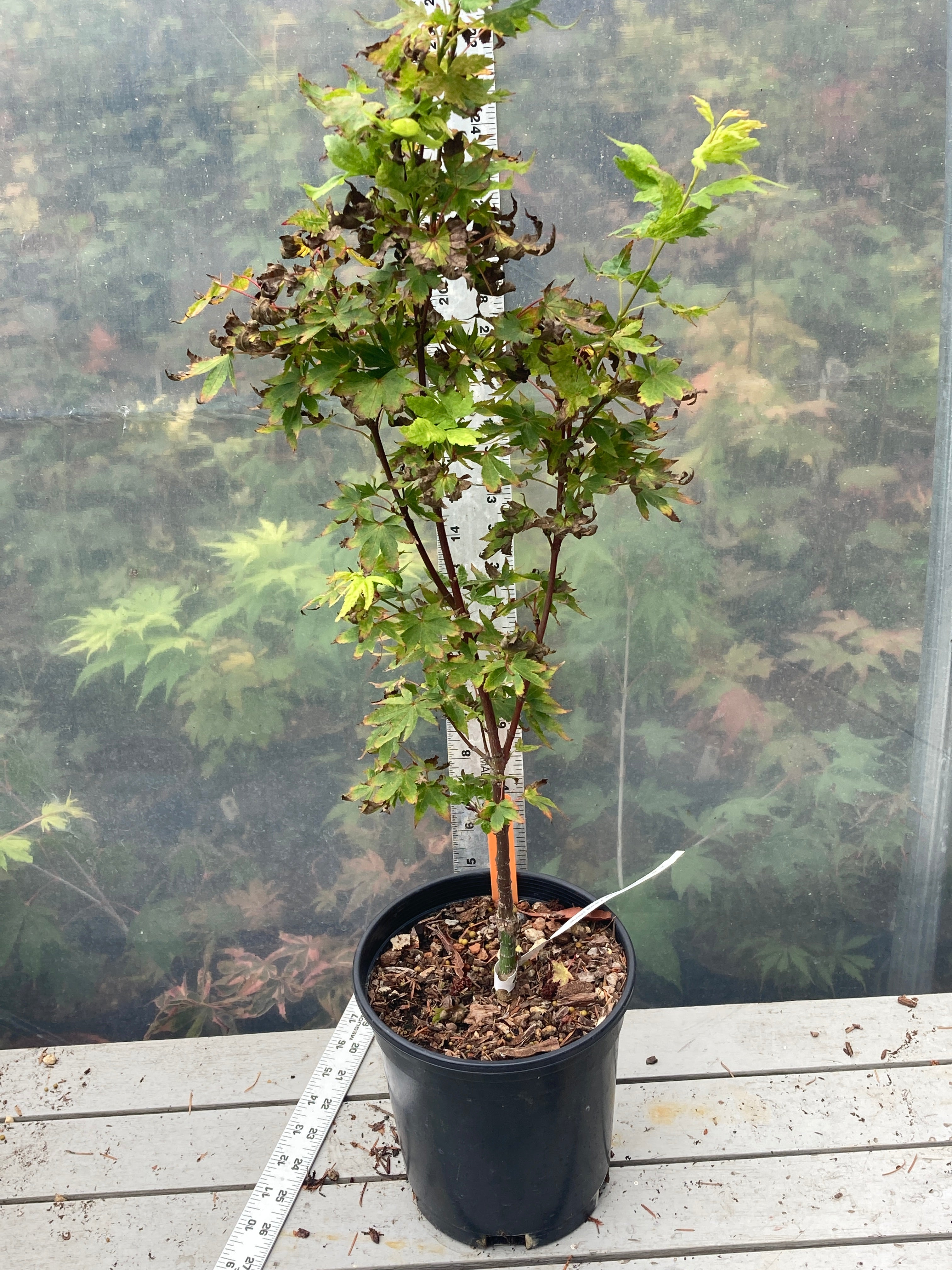 Aka Kawa Hime Pre-Bonsai (#11869)