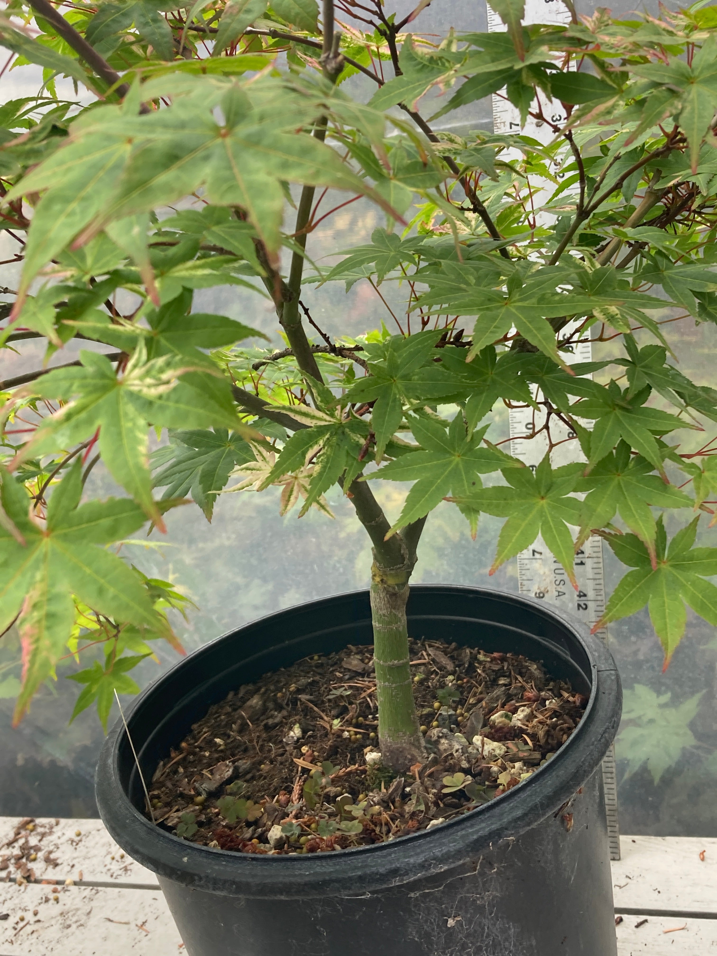 Kaleidoscope Pre Bonsai 2 gallon