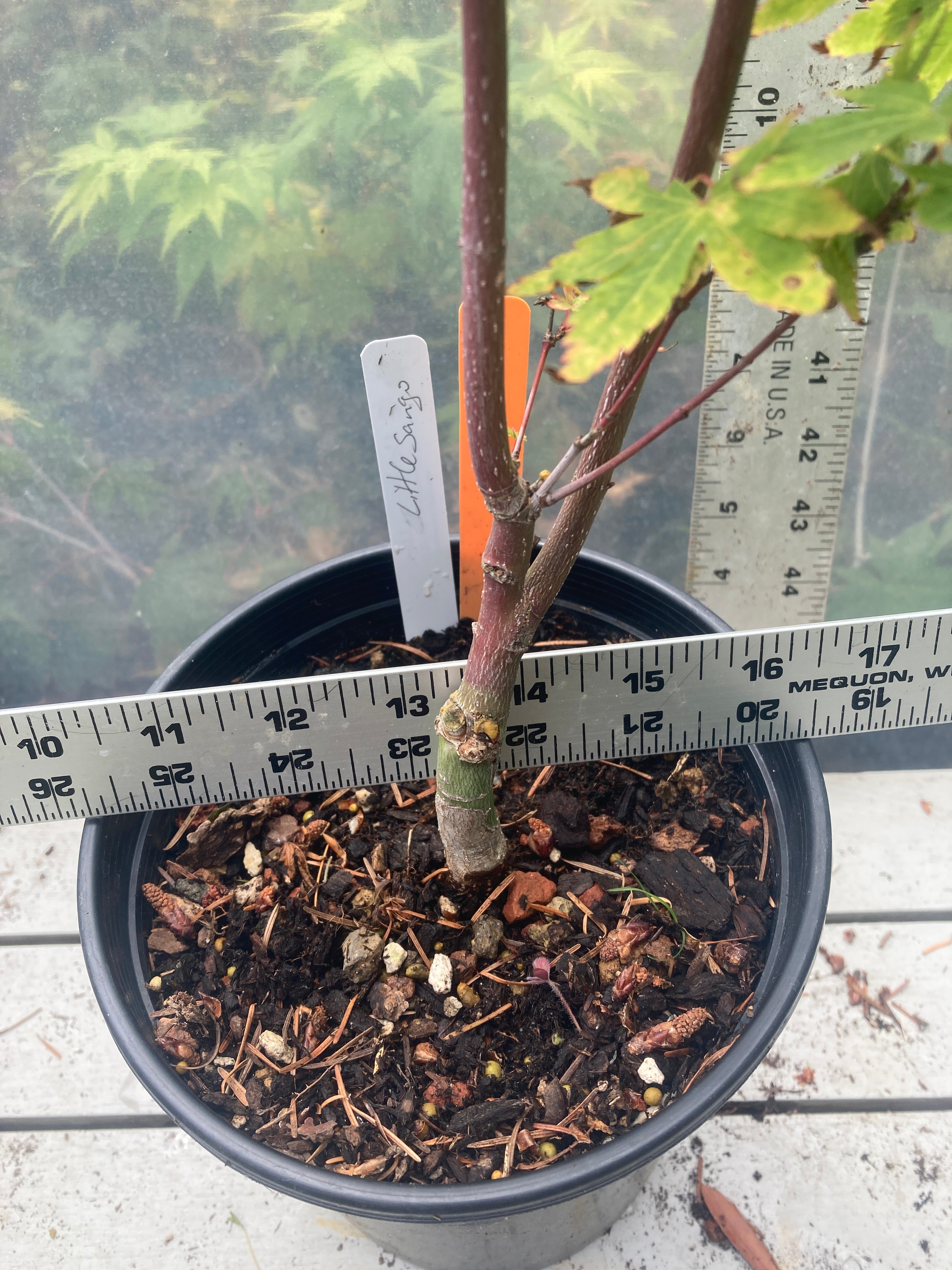 Little Sango Pre-Bonsai (#218)