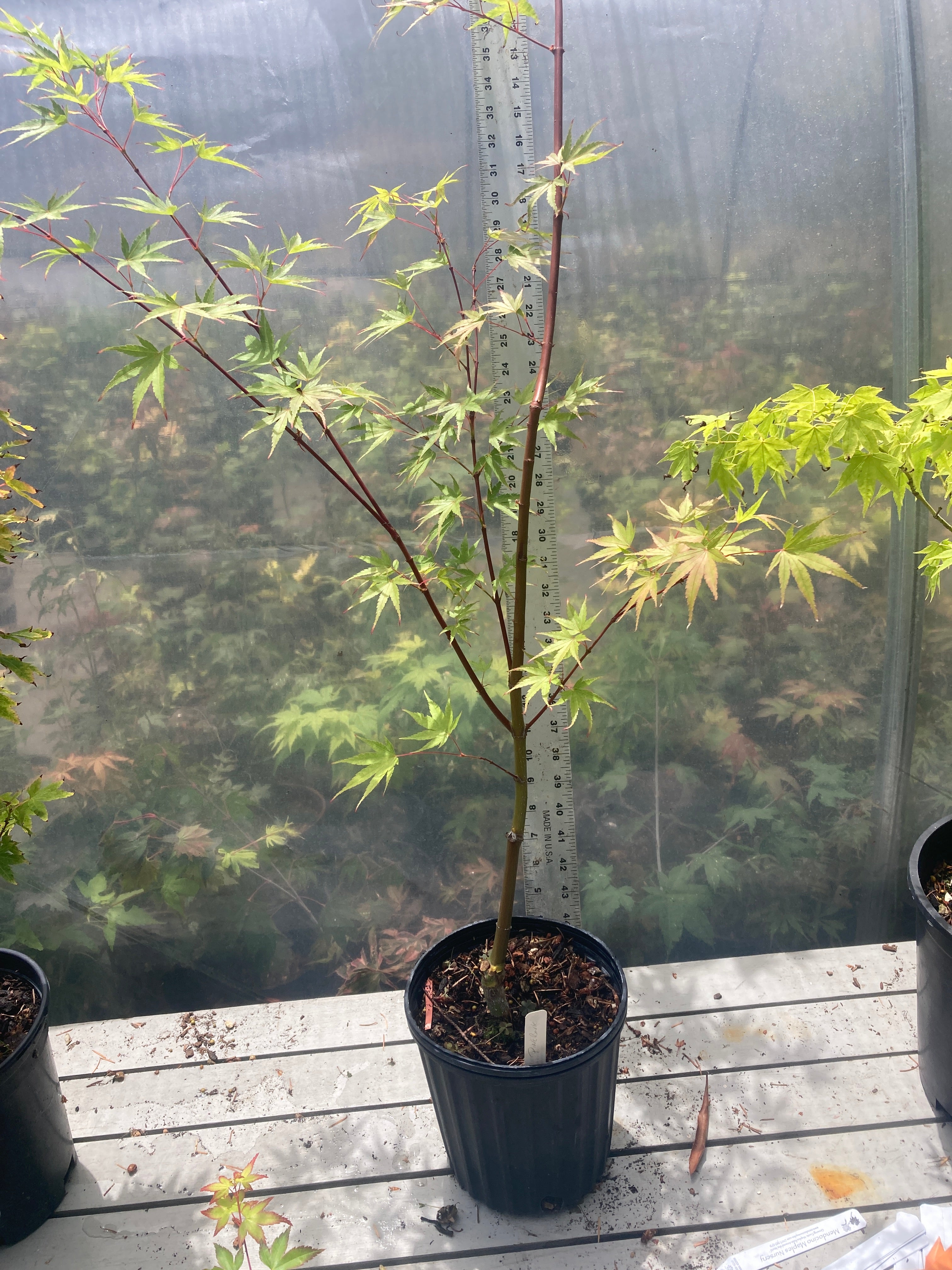 Pine Bark Nishiki Gawa (2-3 Yr) Pre Bonsai (#788)