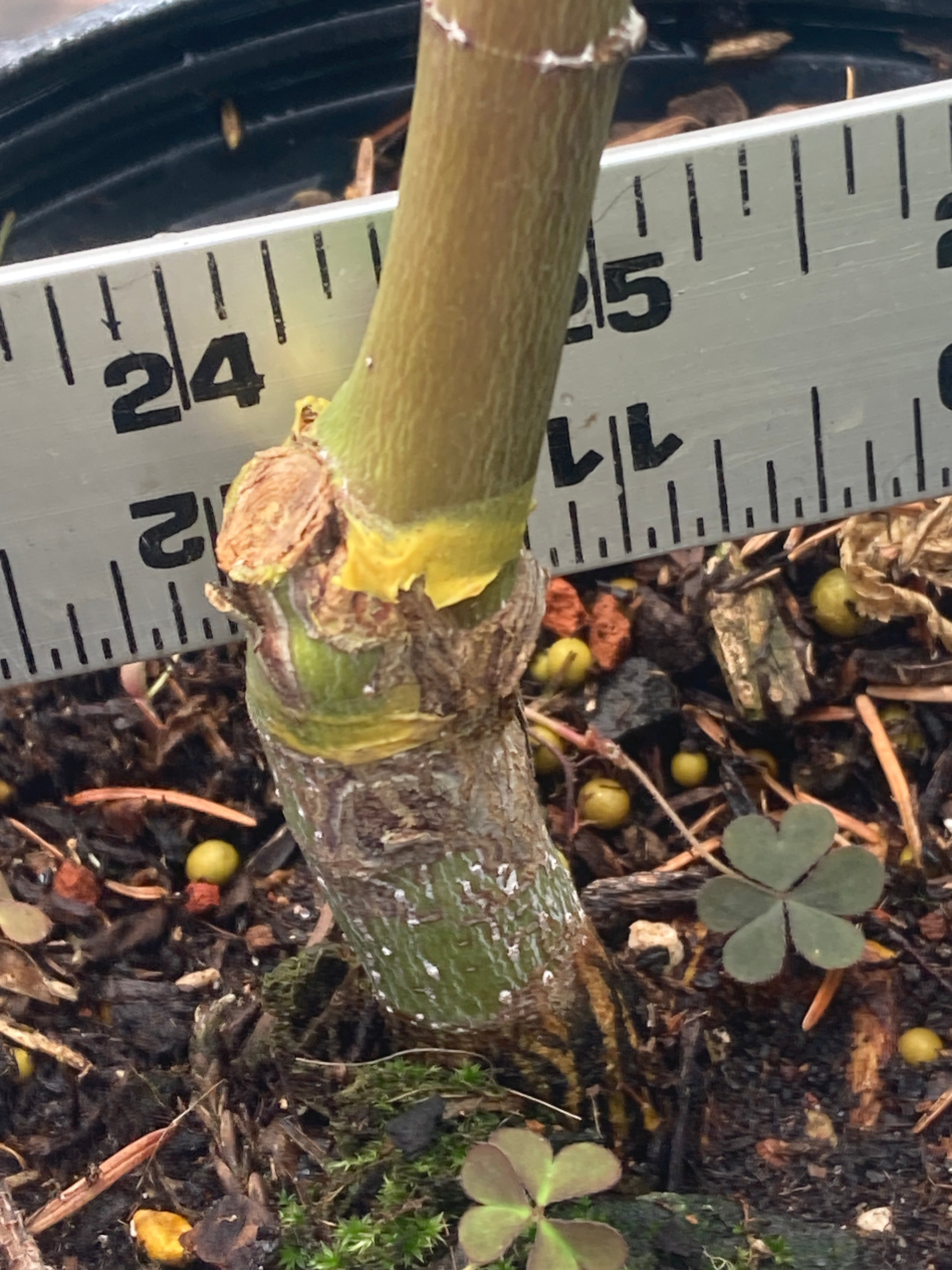 Pine Bark Nishiki Gawa (2-3 Yr) Pre Bonsai (#788)