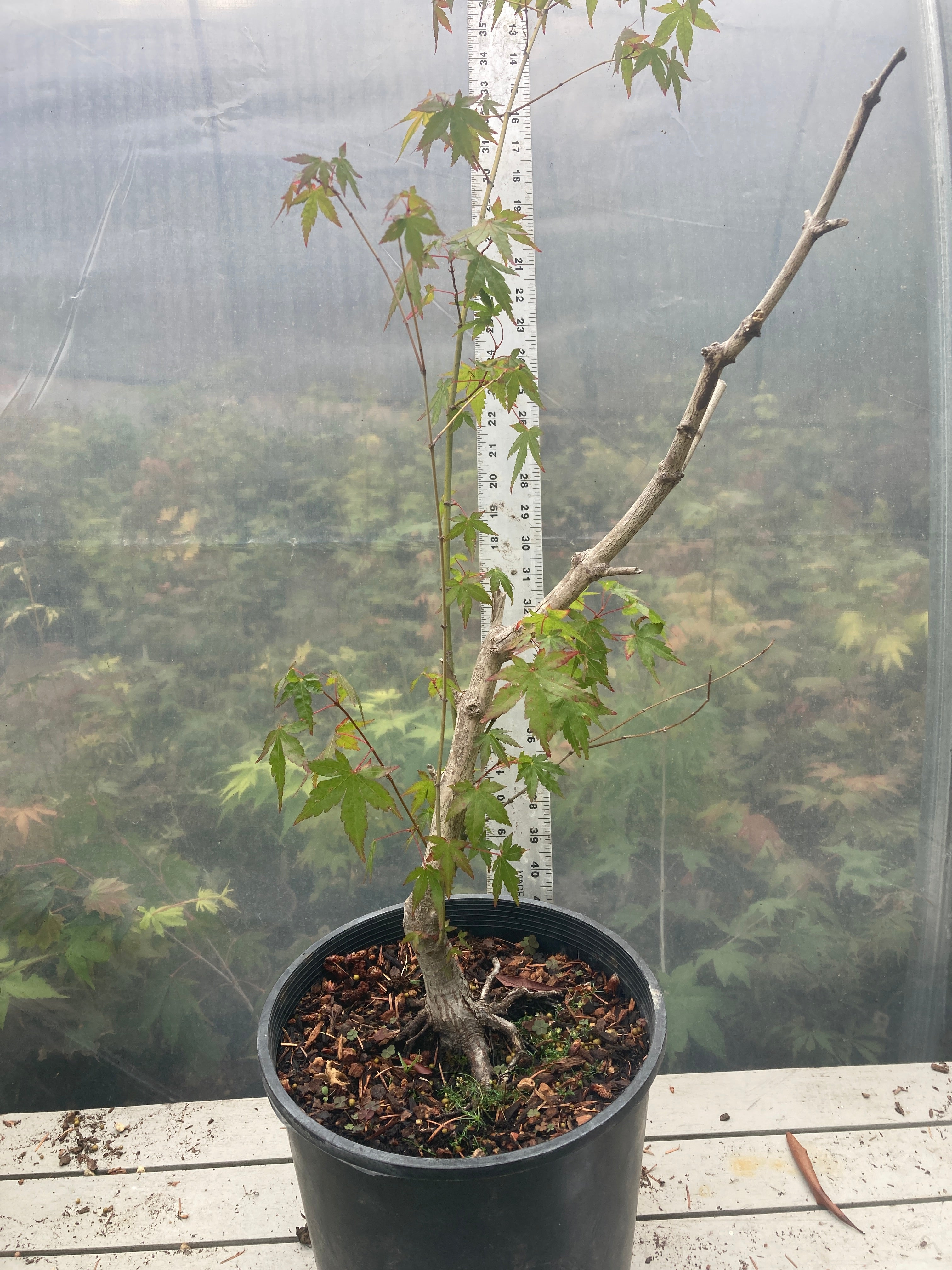 A. palmatum Bonsai 4-5 yr. 2 gallon (#438