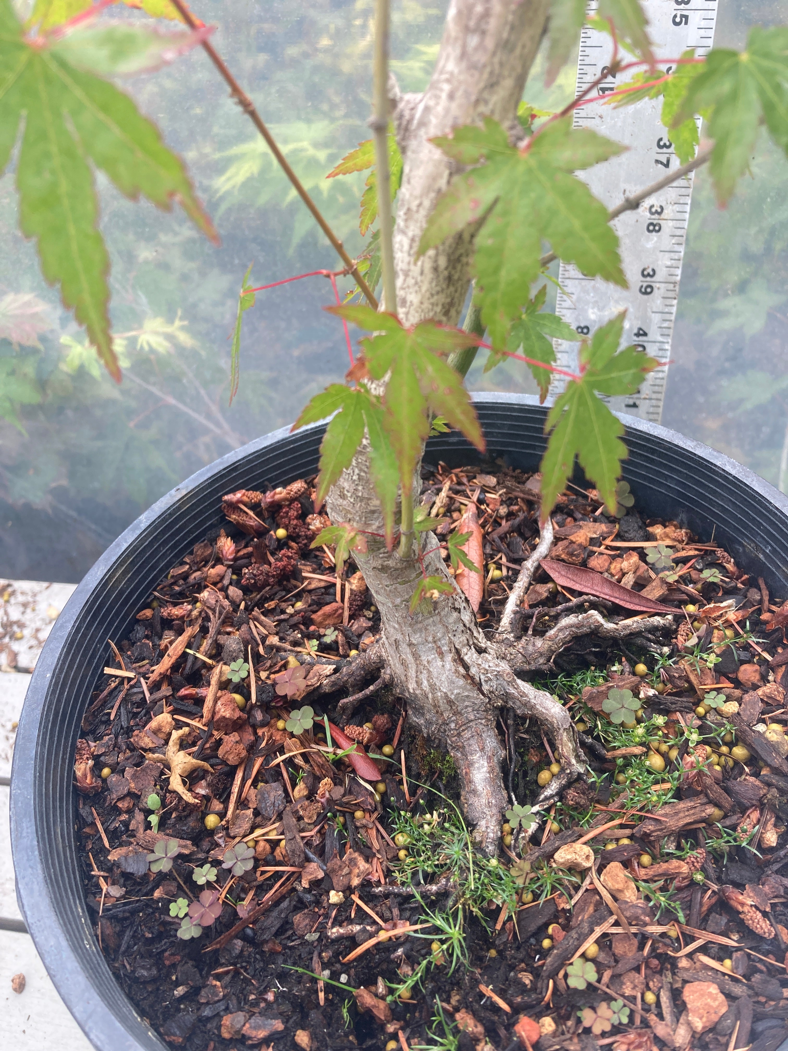 A. palmatum Bonsai 4-5 yr. 2 gallon (#438