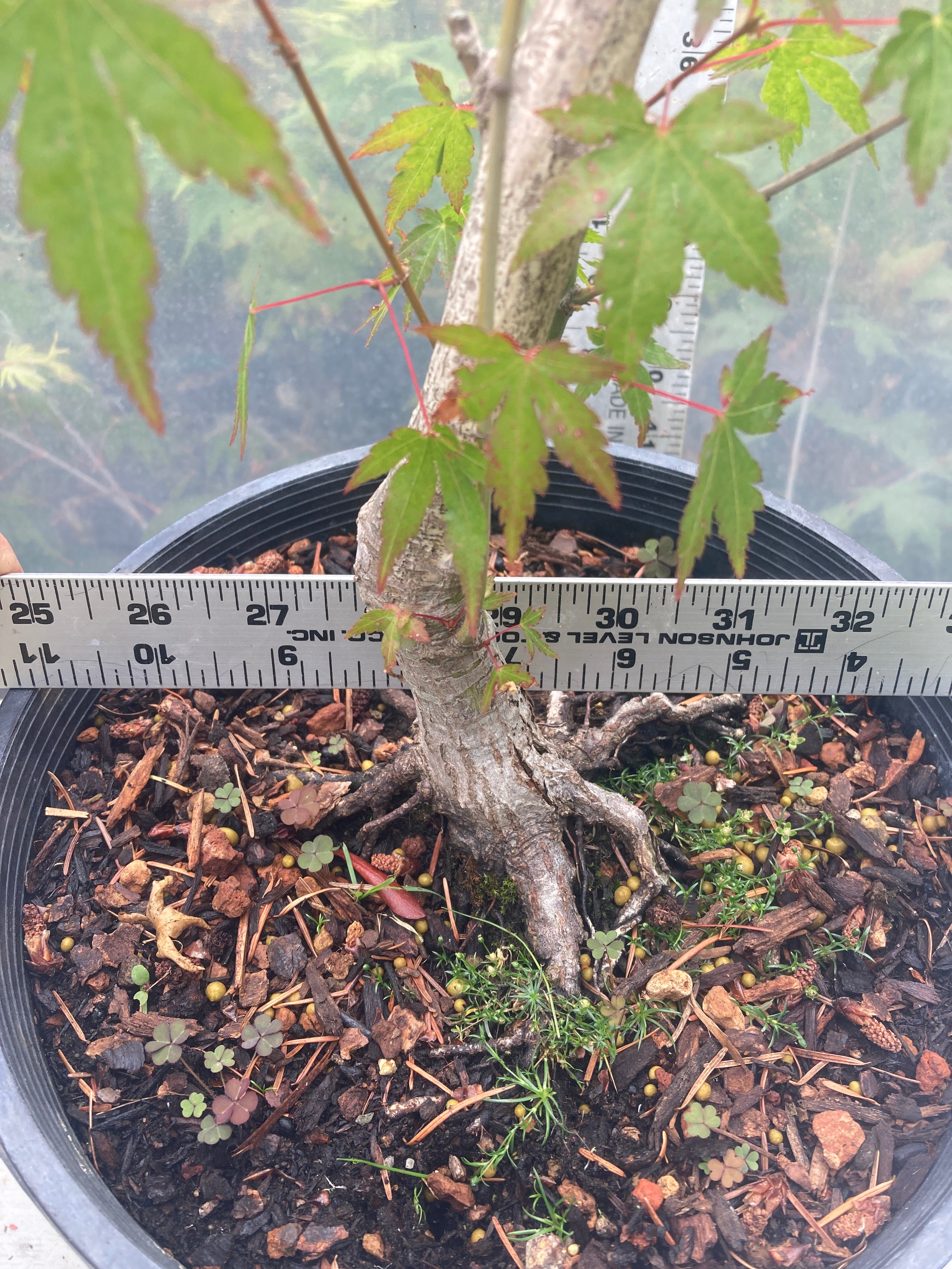 A. palmatum Bonsai 4-5 yr. 2 gallon (#438