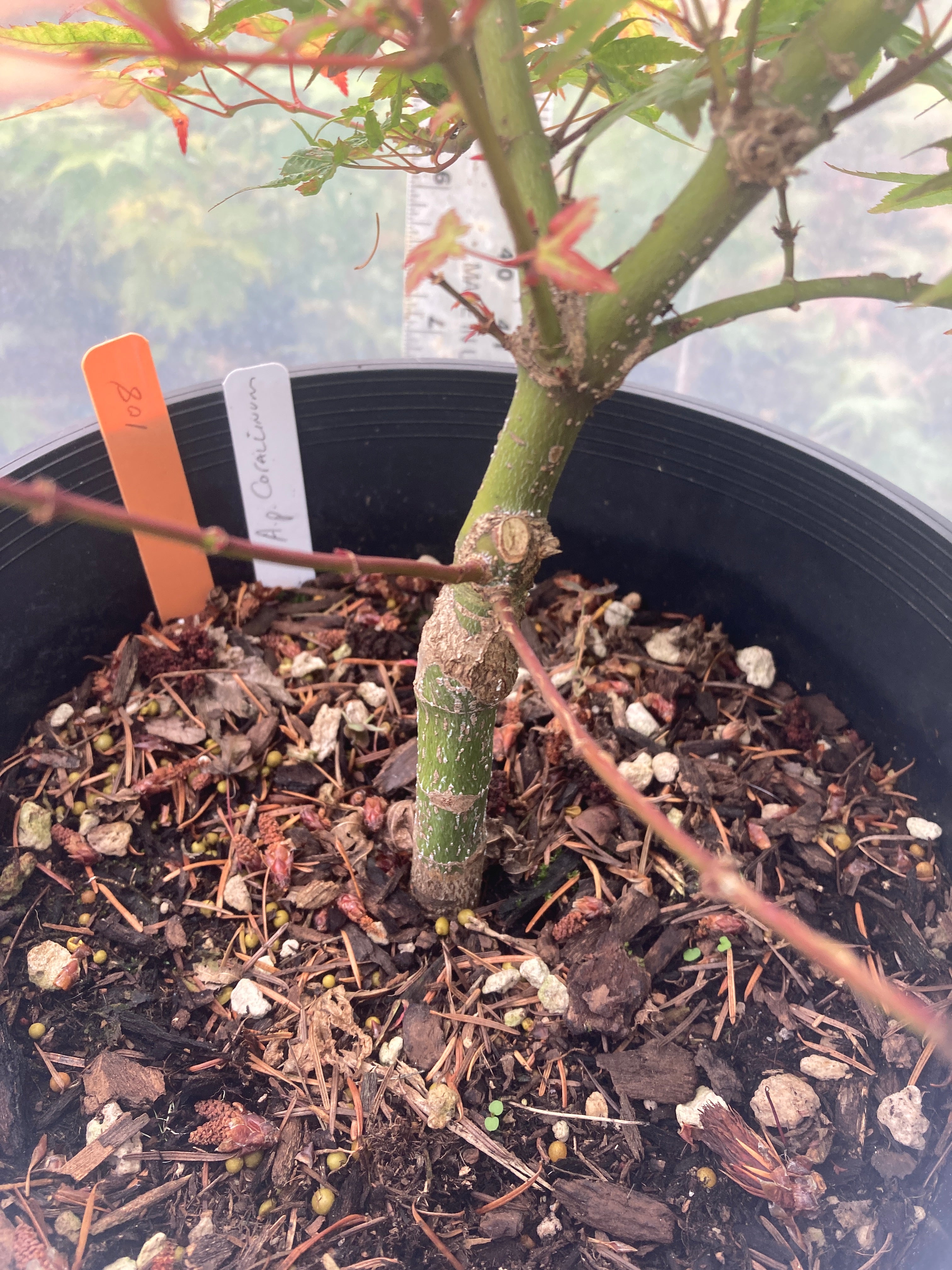Corallinum 4-5 yr 2 gallon pre-bonsai (#108)