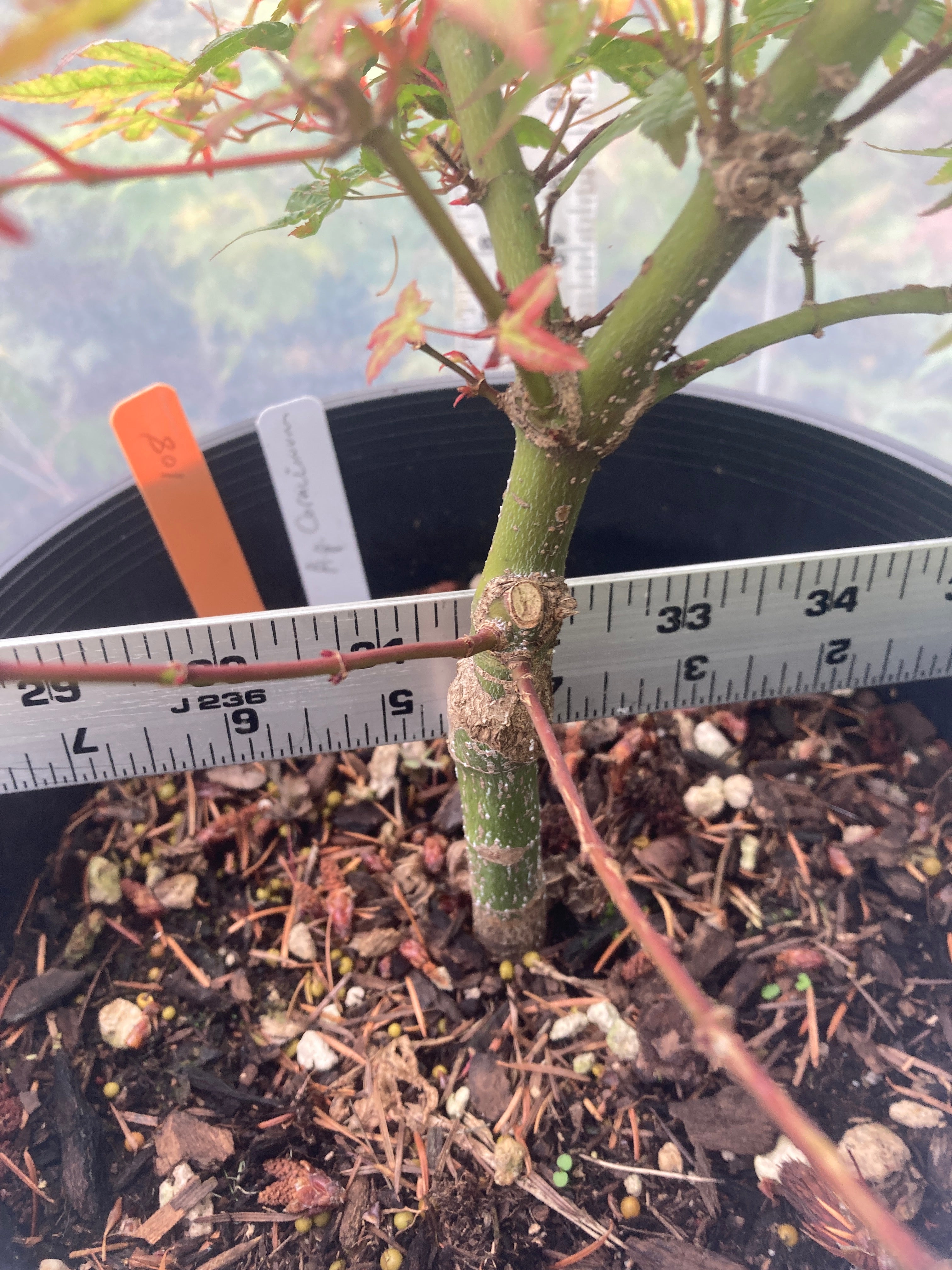Corallinum 4-5 yr 2 gallon pre-bonsai (#108)