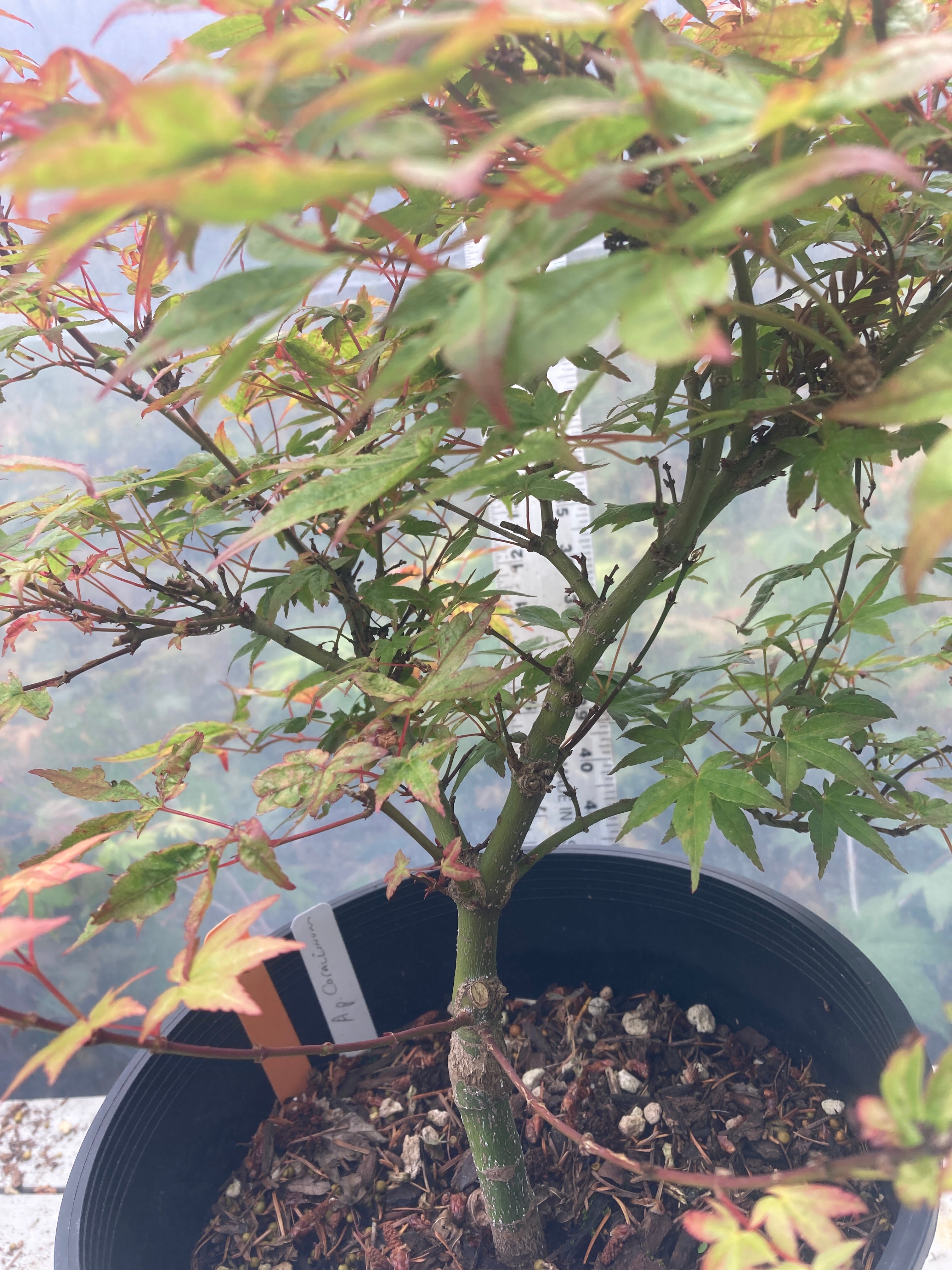 Corallinum 4-5 yr 2 gallon pre-bonsai (#108)