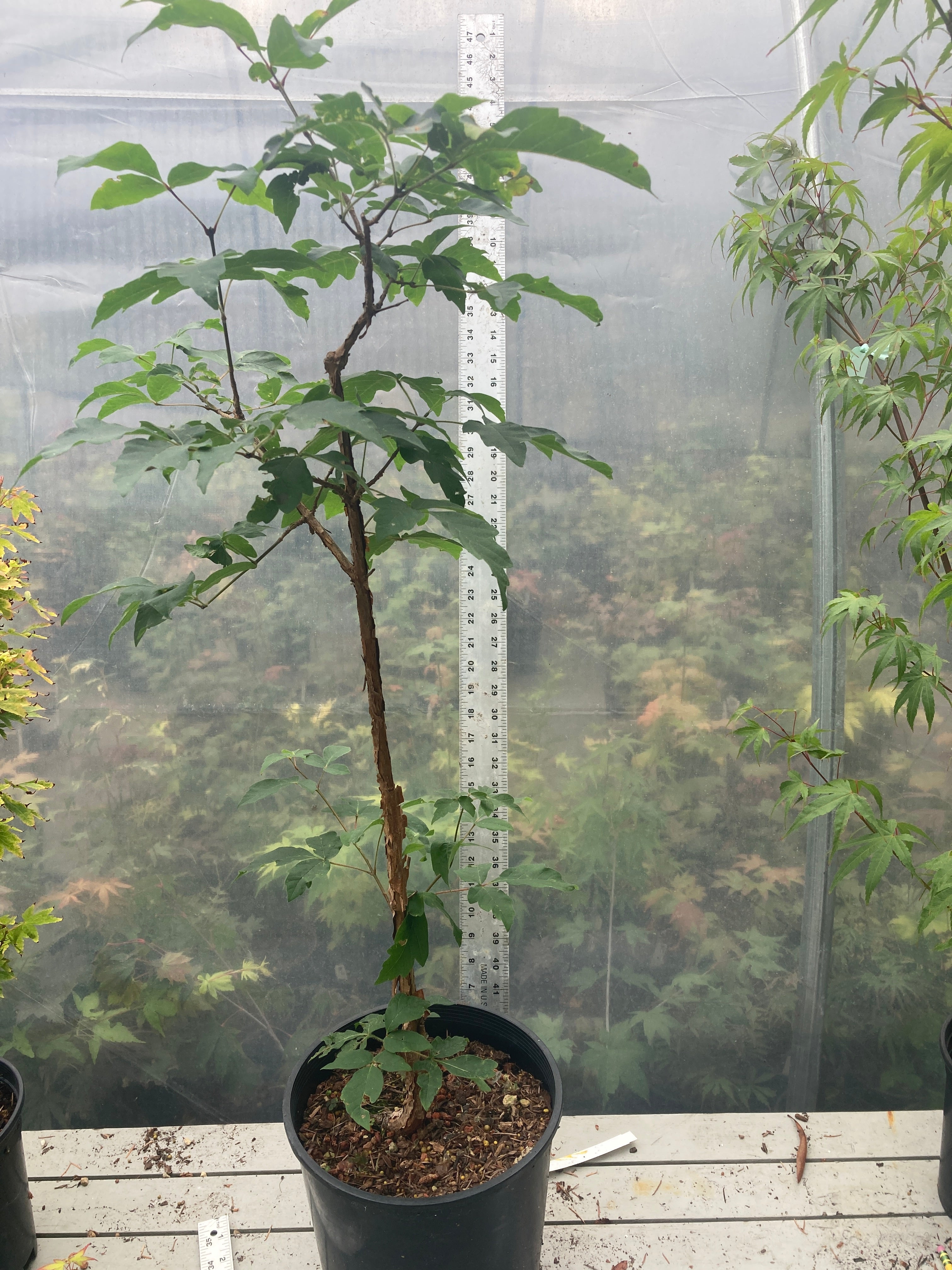 Paperbark Pre-Bonsai 4 Year (#780)