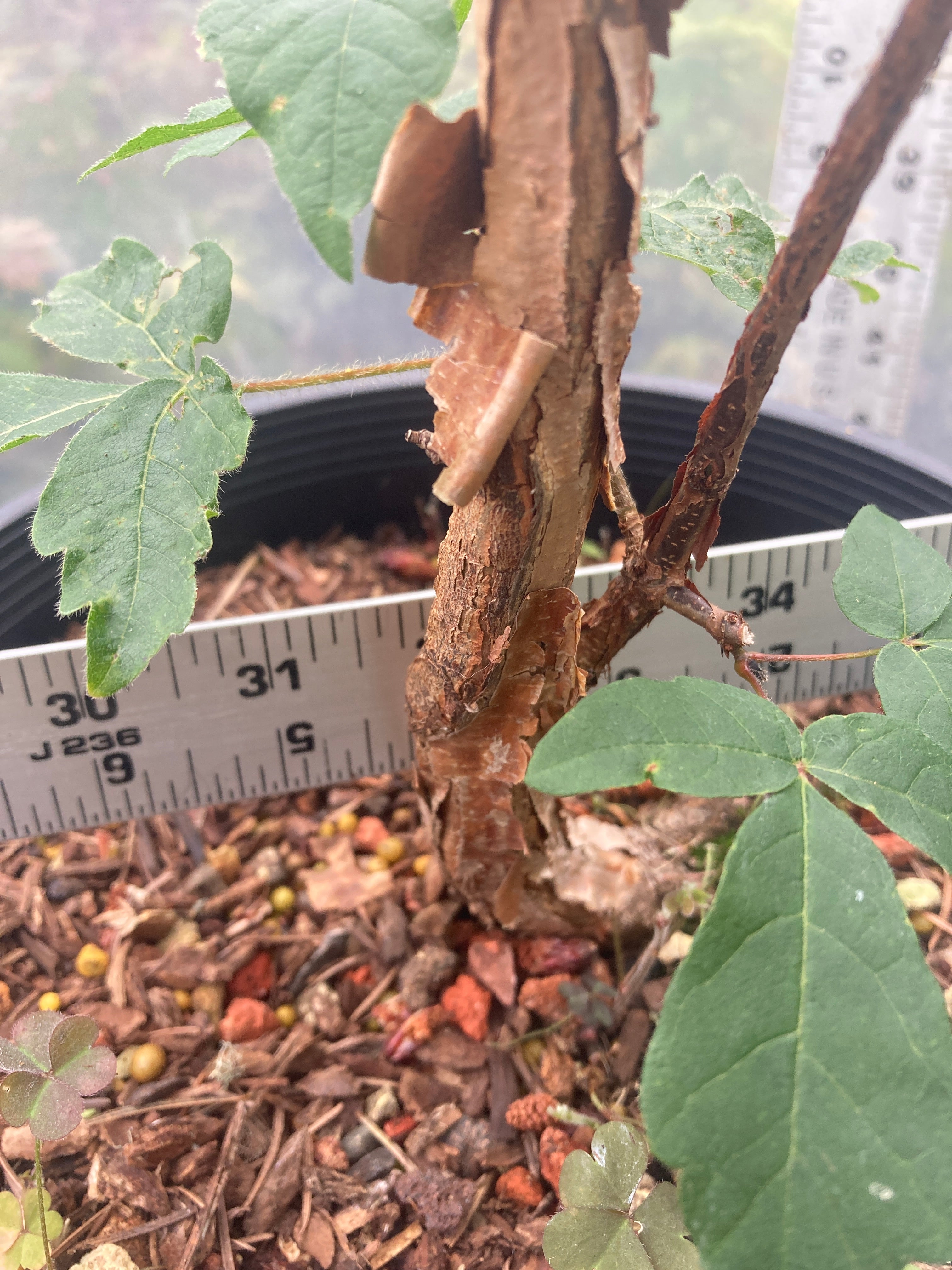 Paperbark Pre-Bonsai 4 Year (#780)