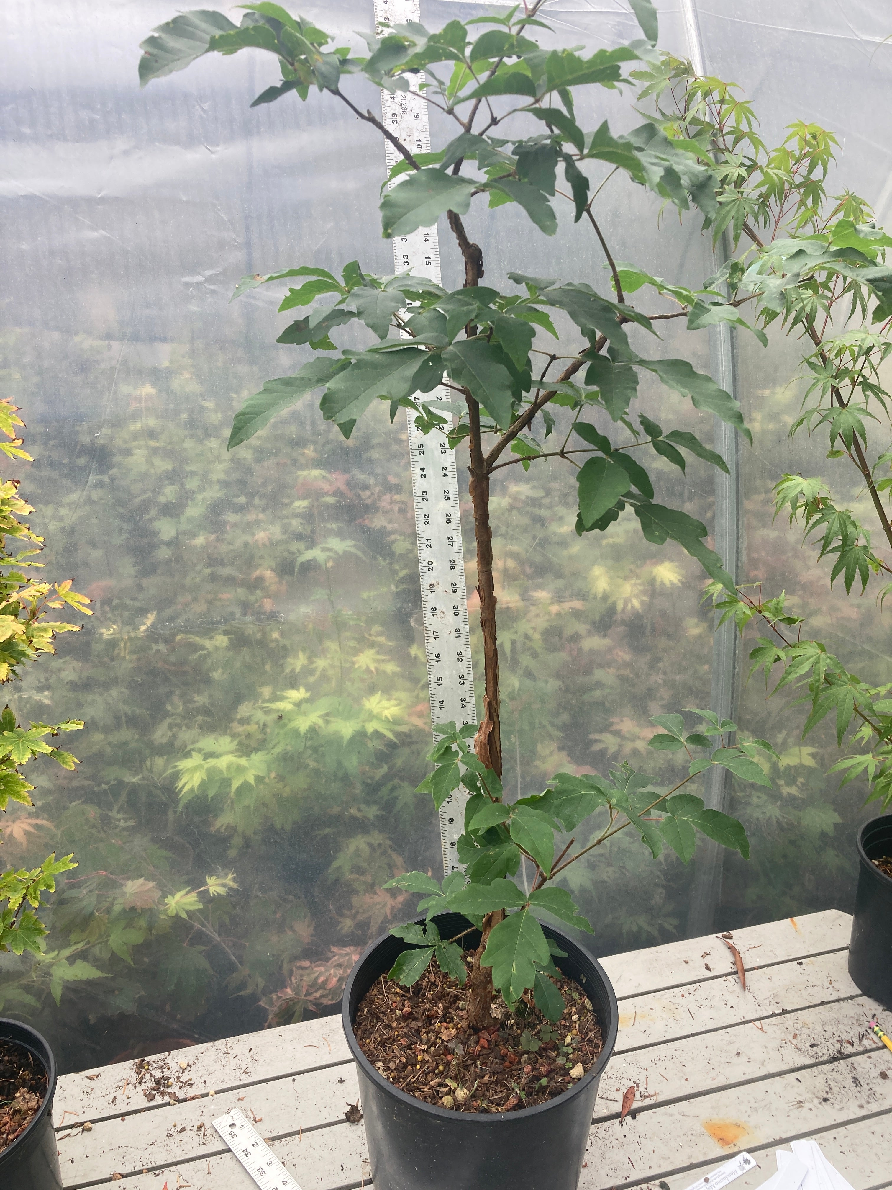 Paperbark Pre-Bonsai 4 Year (#780)