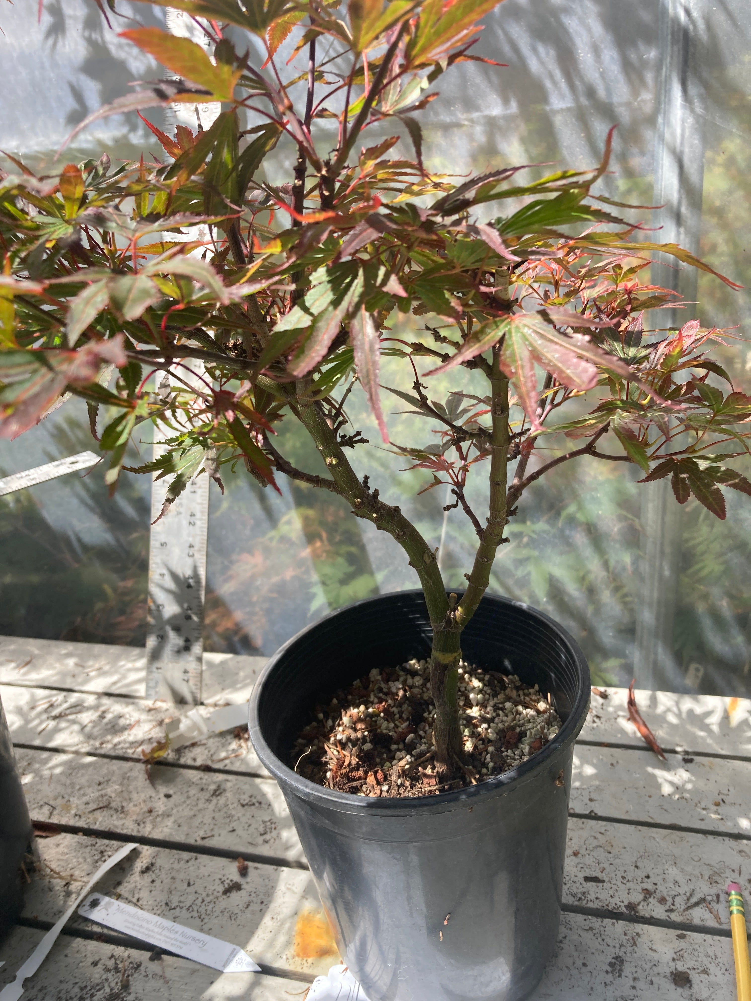 Shaina 1 gallon Pre Bonsai 2-3 yr plant (#185)
