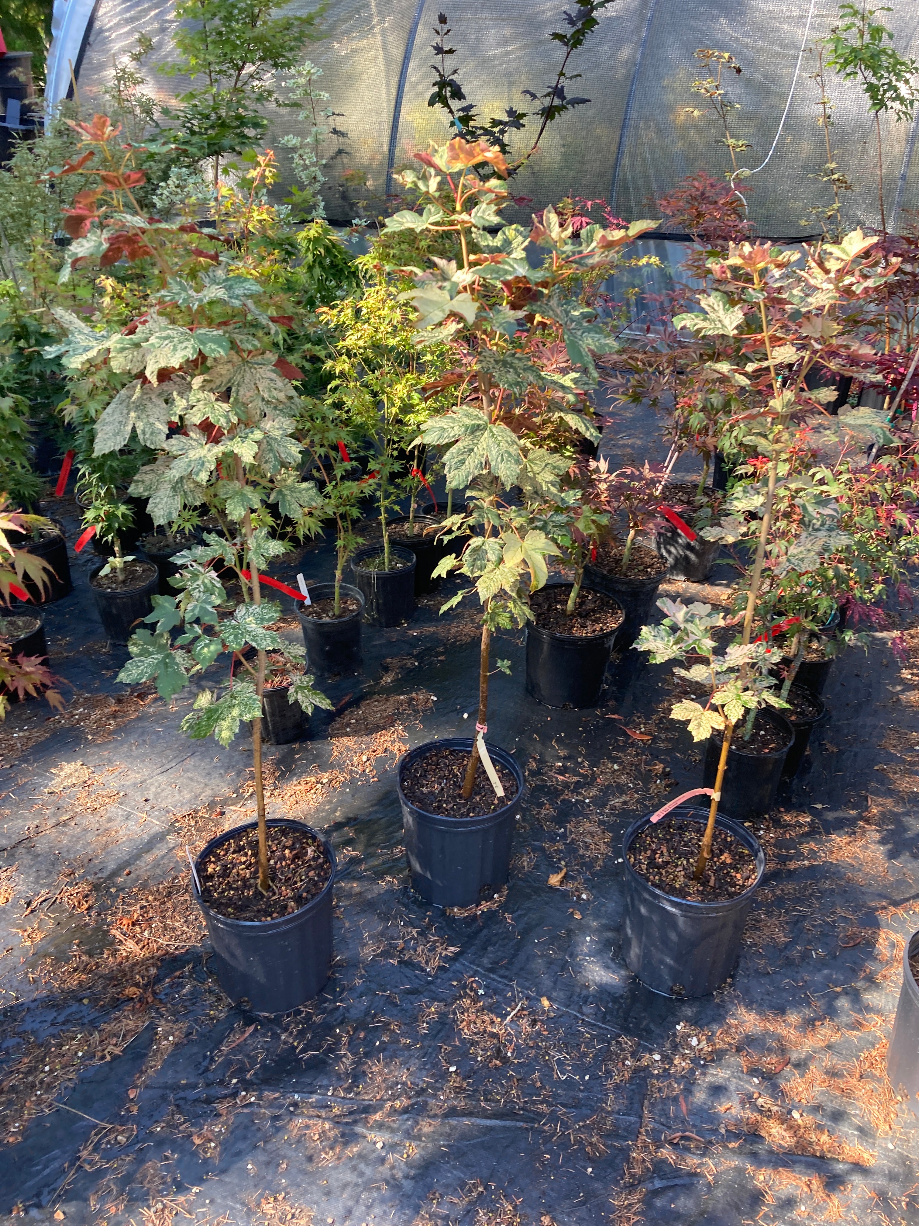 Acer pseudoplatanus Esk Sunset