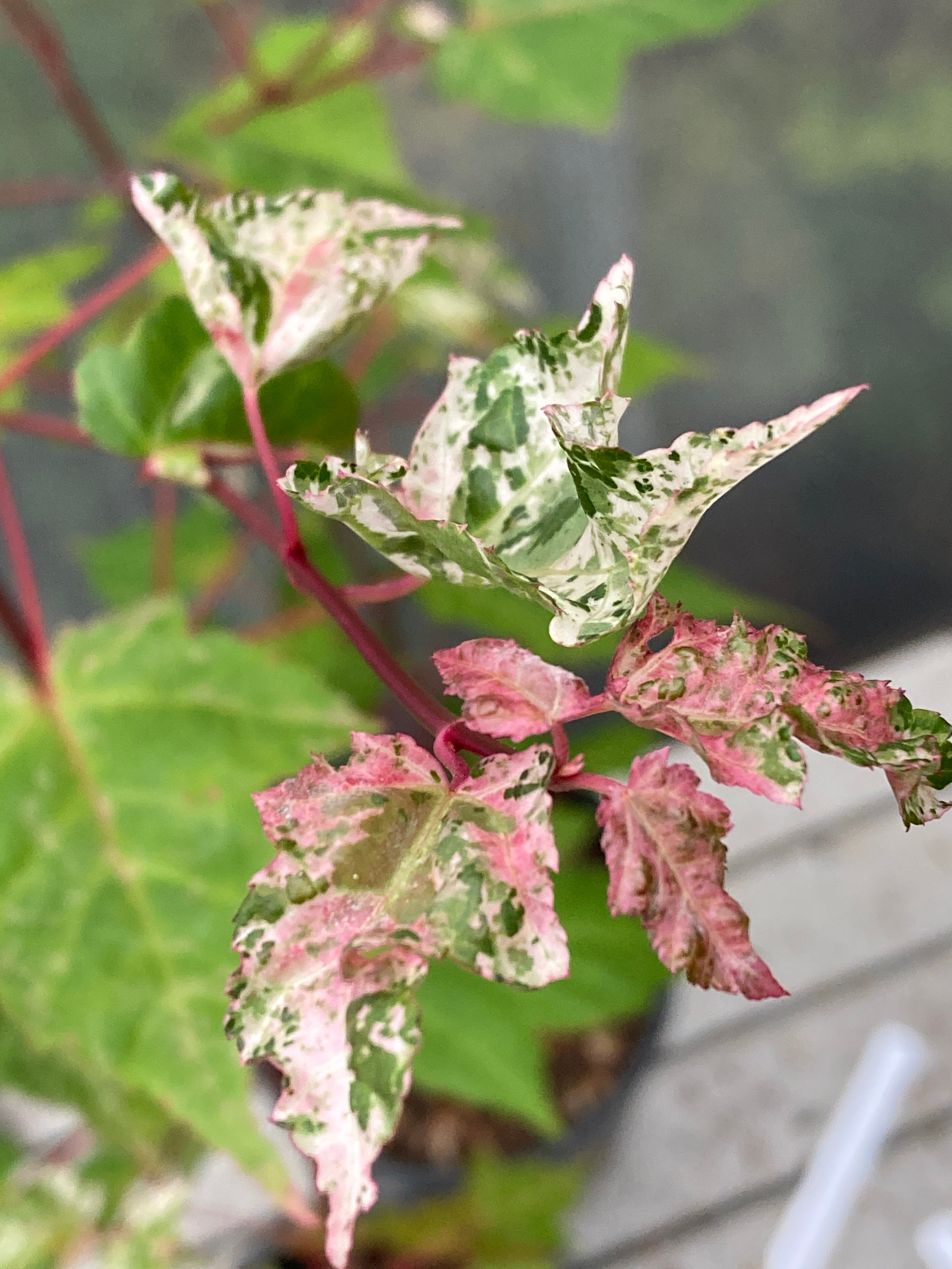 Acer rubescens Silver Cardinal