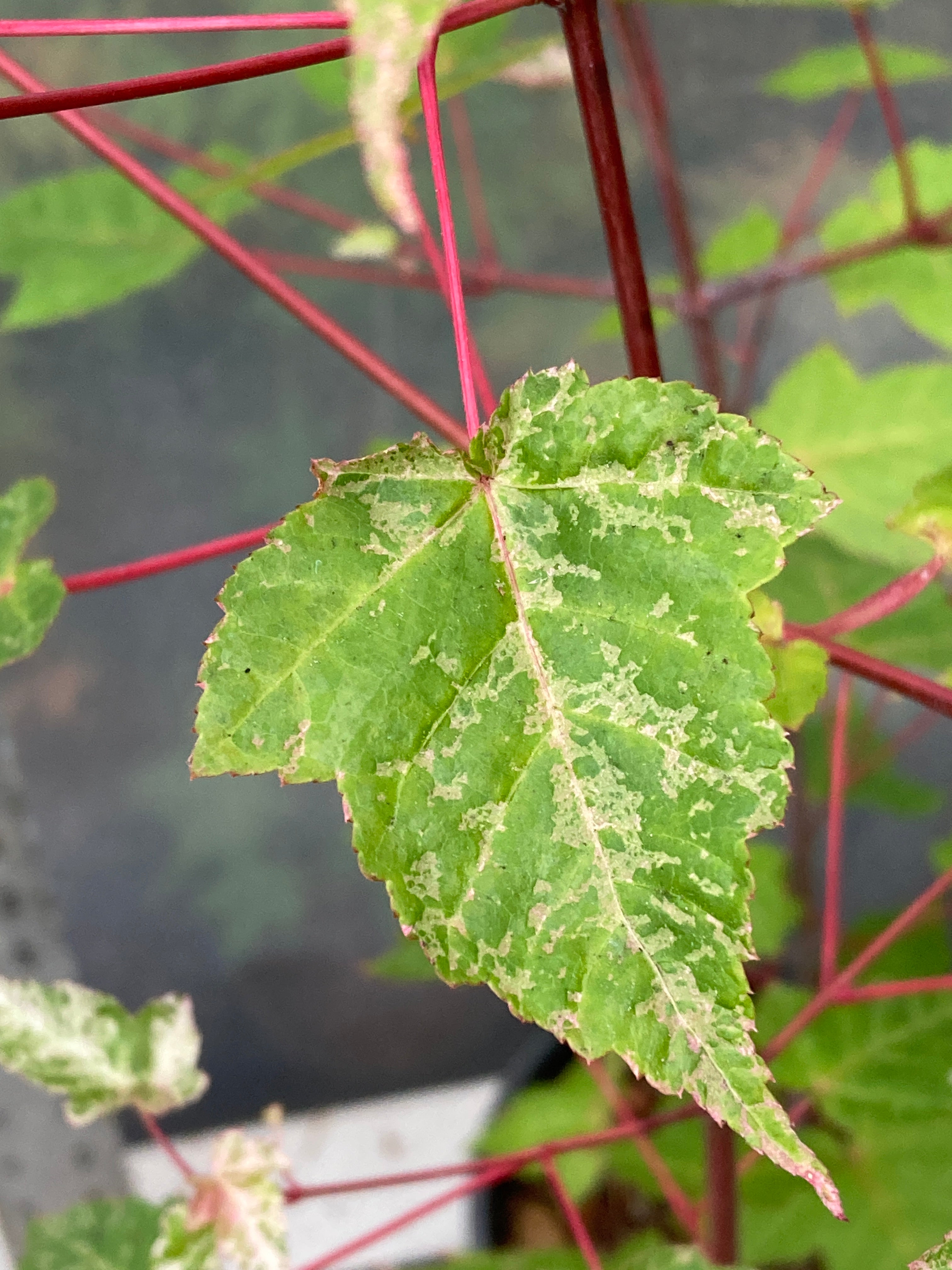 Acer rubescens Silver Cardinal