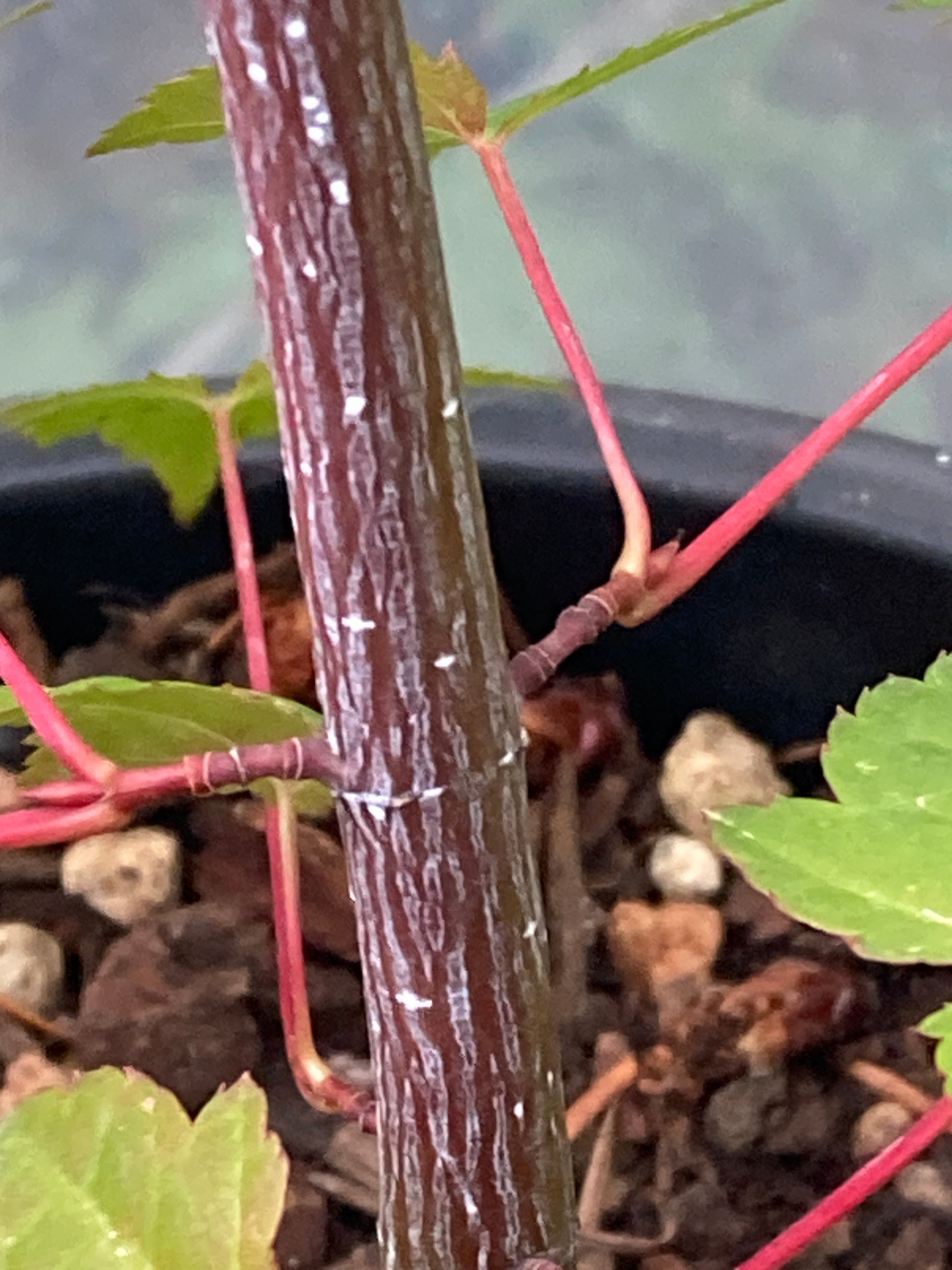 Acer rubescens Silver Cardinal
