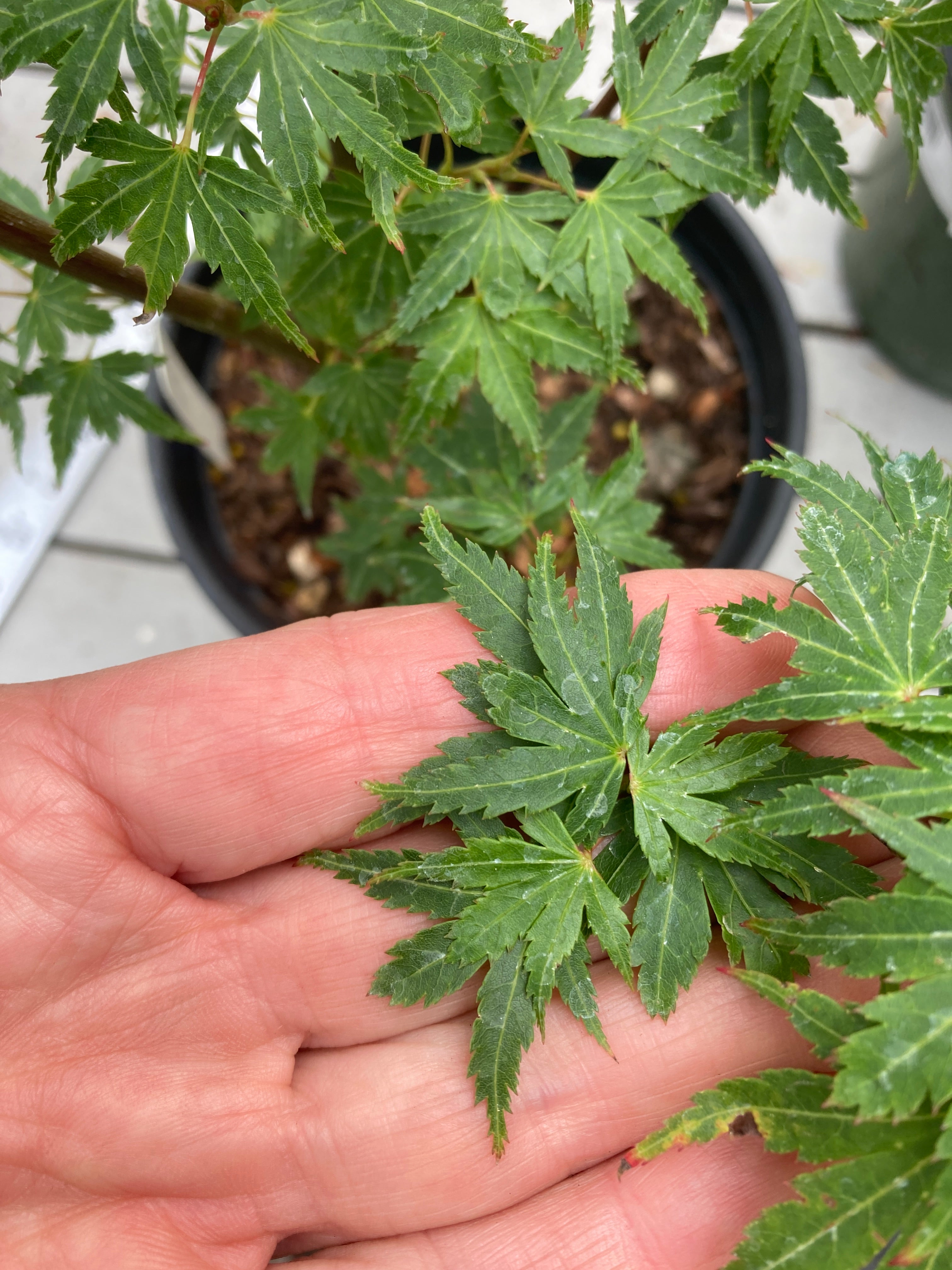 Coonara Pygmy Pre bonsai