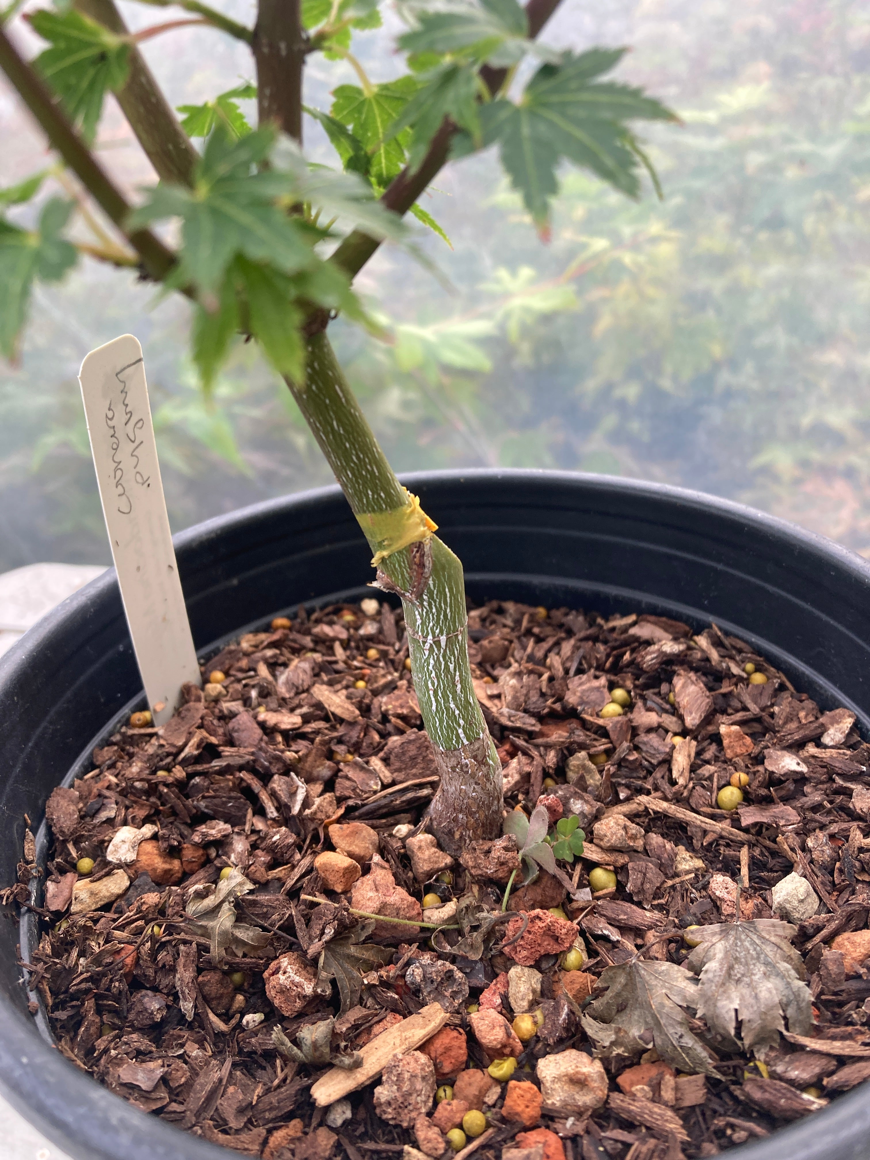 Coonara Pygmy Pre bonsai
