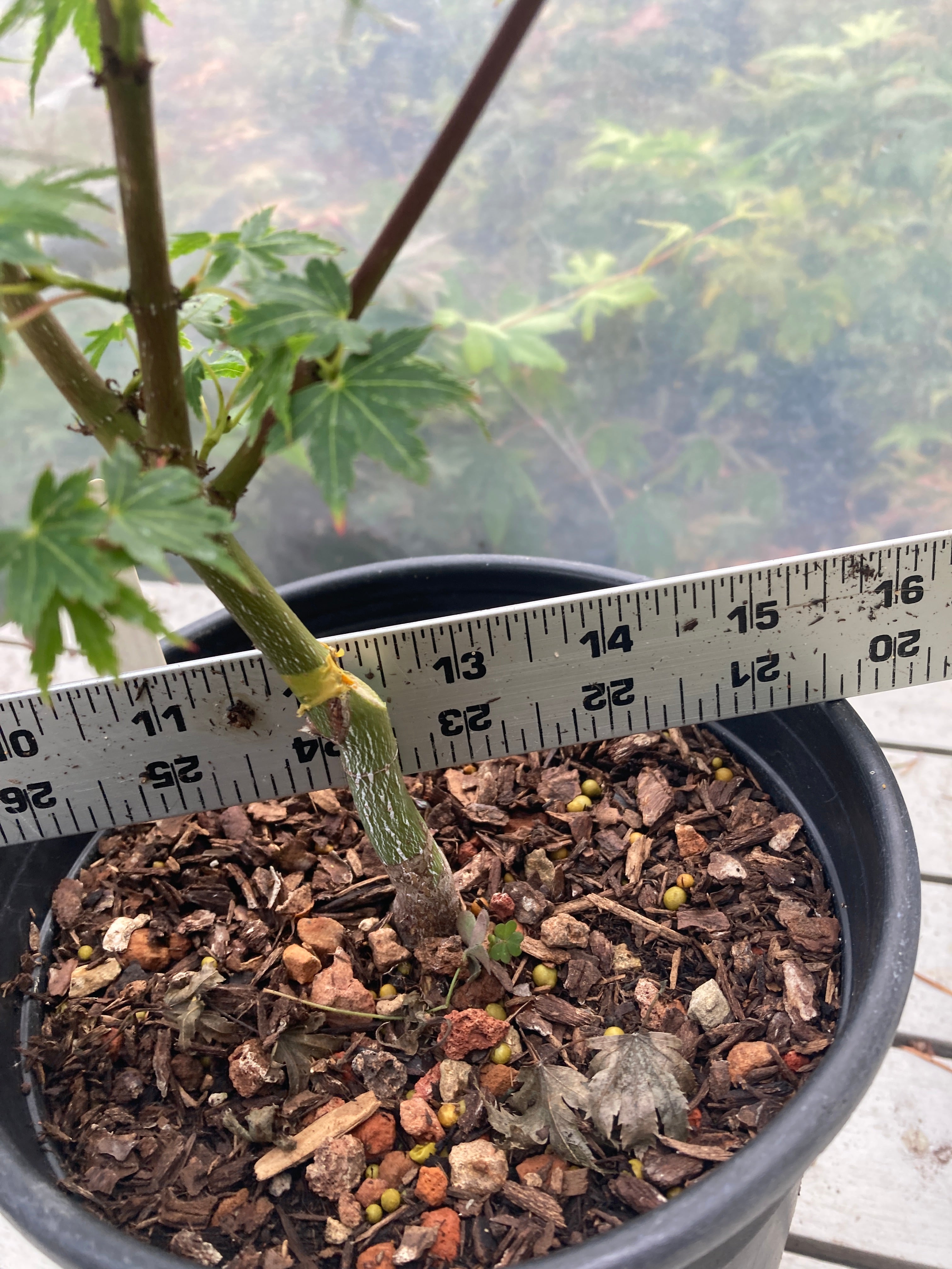 Coonara Pygmy Pre bonsai