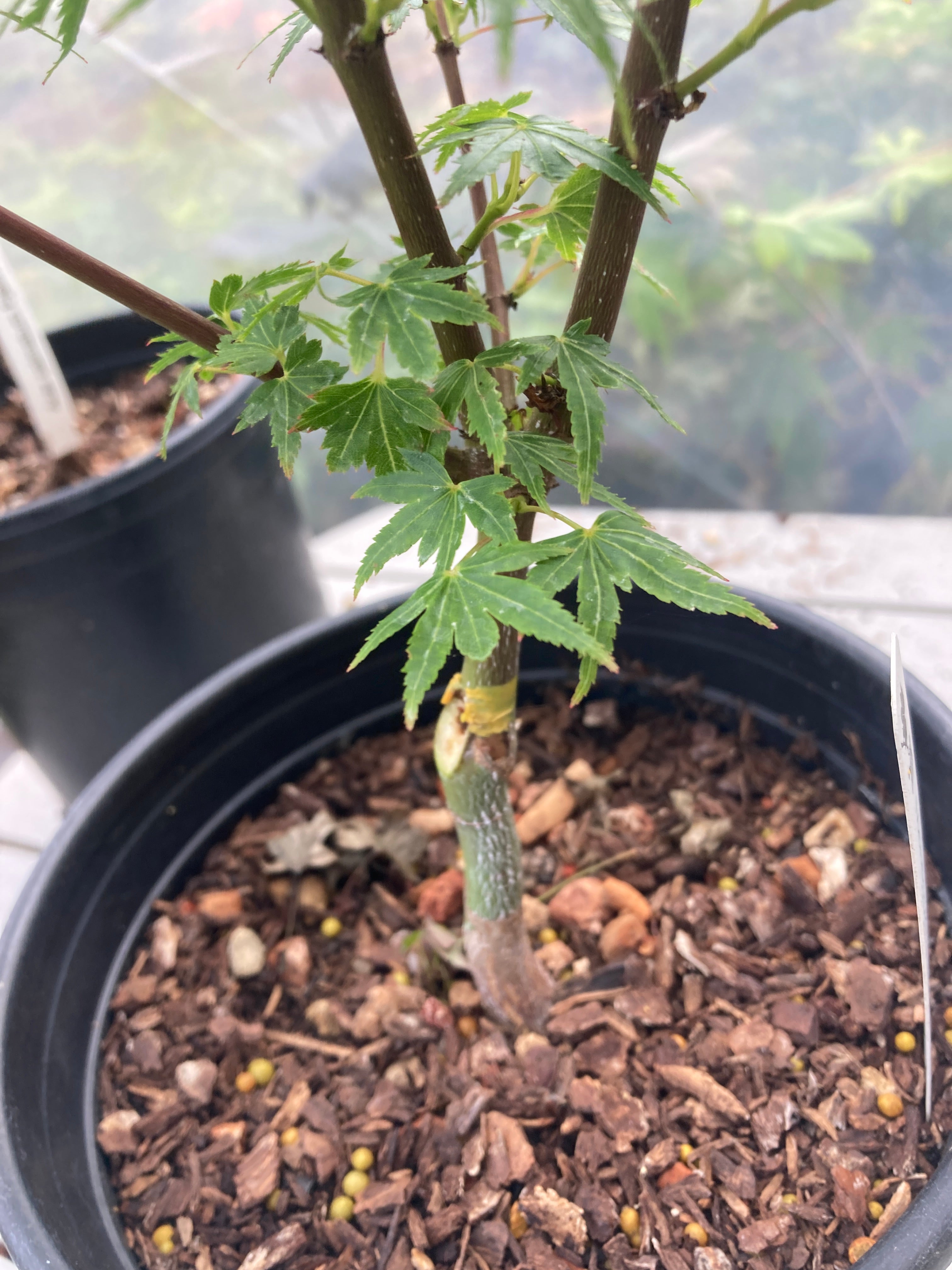 Coonara Pygmy Pre bonsai