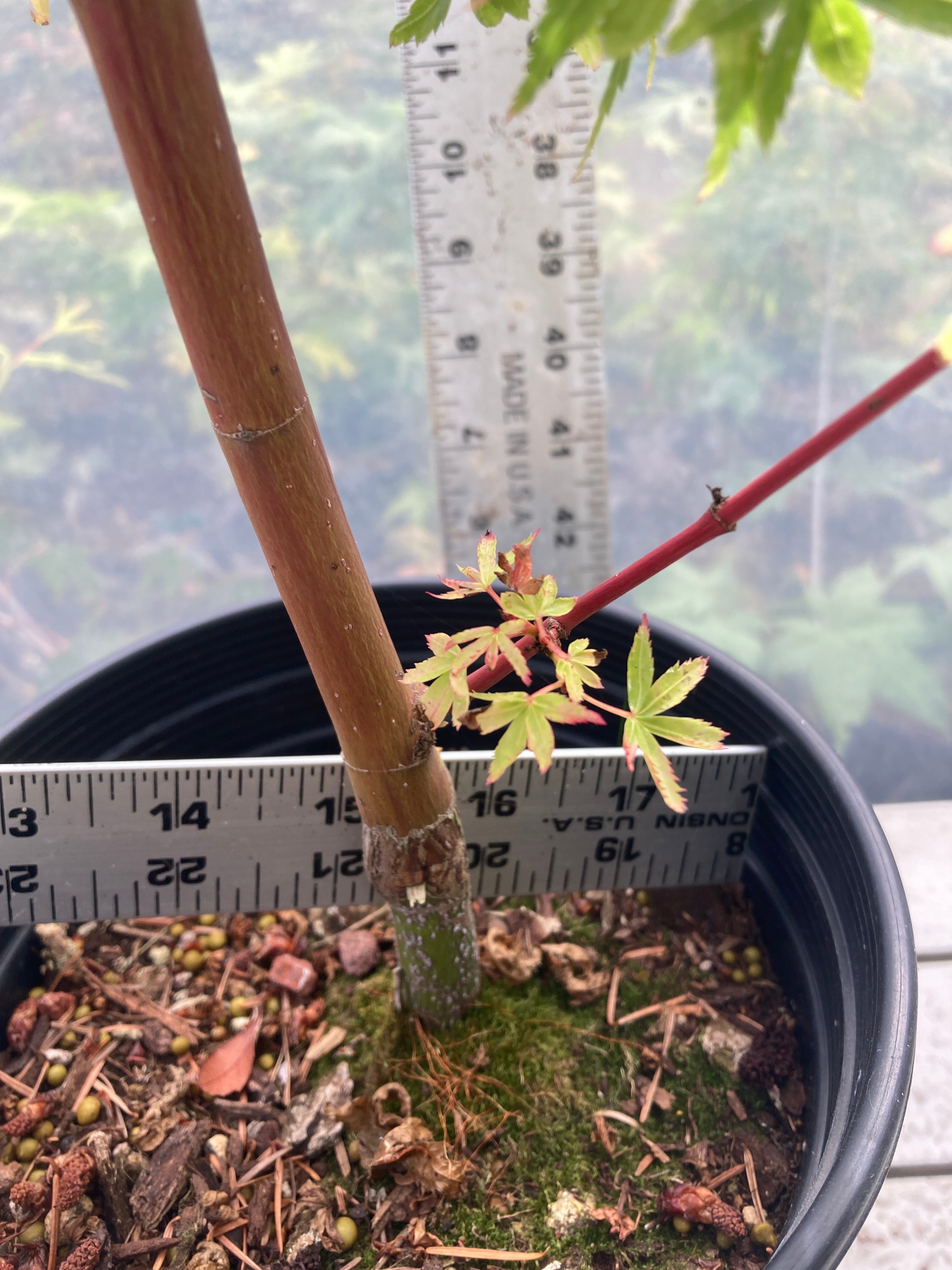 Fjellheim Pre-Bonsai (#815)