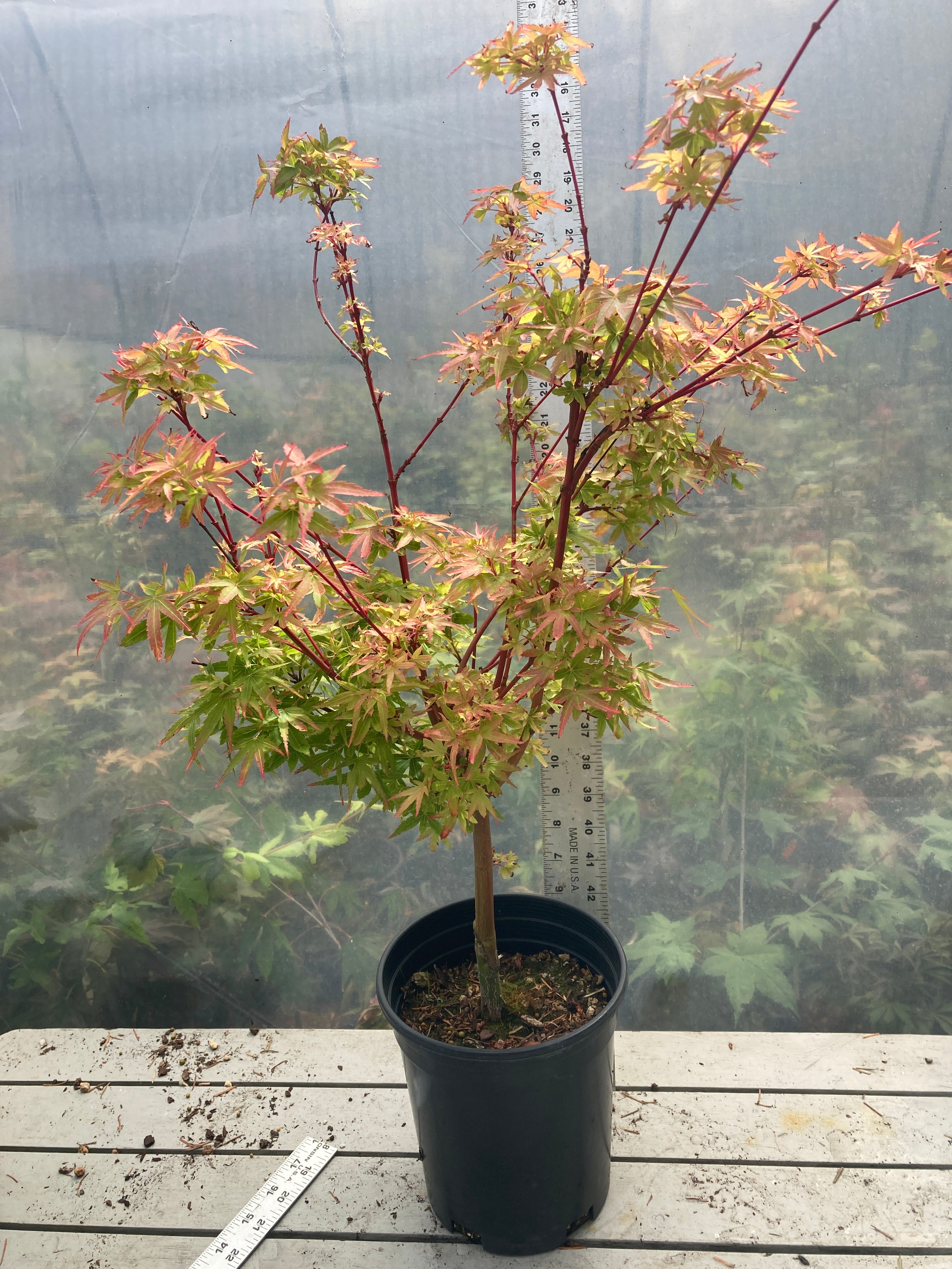 Fjellheim Pre-Bonsai (#815)