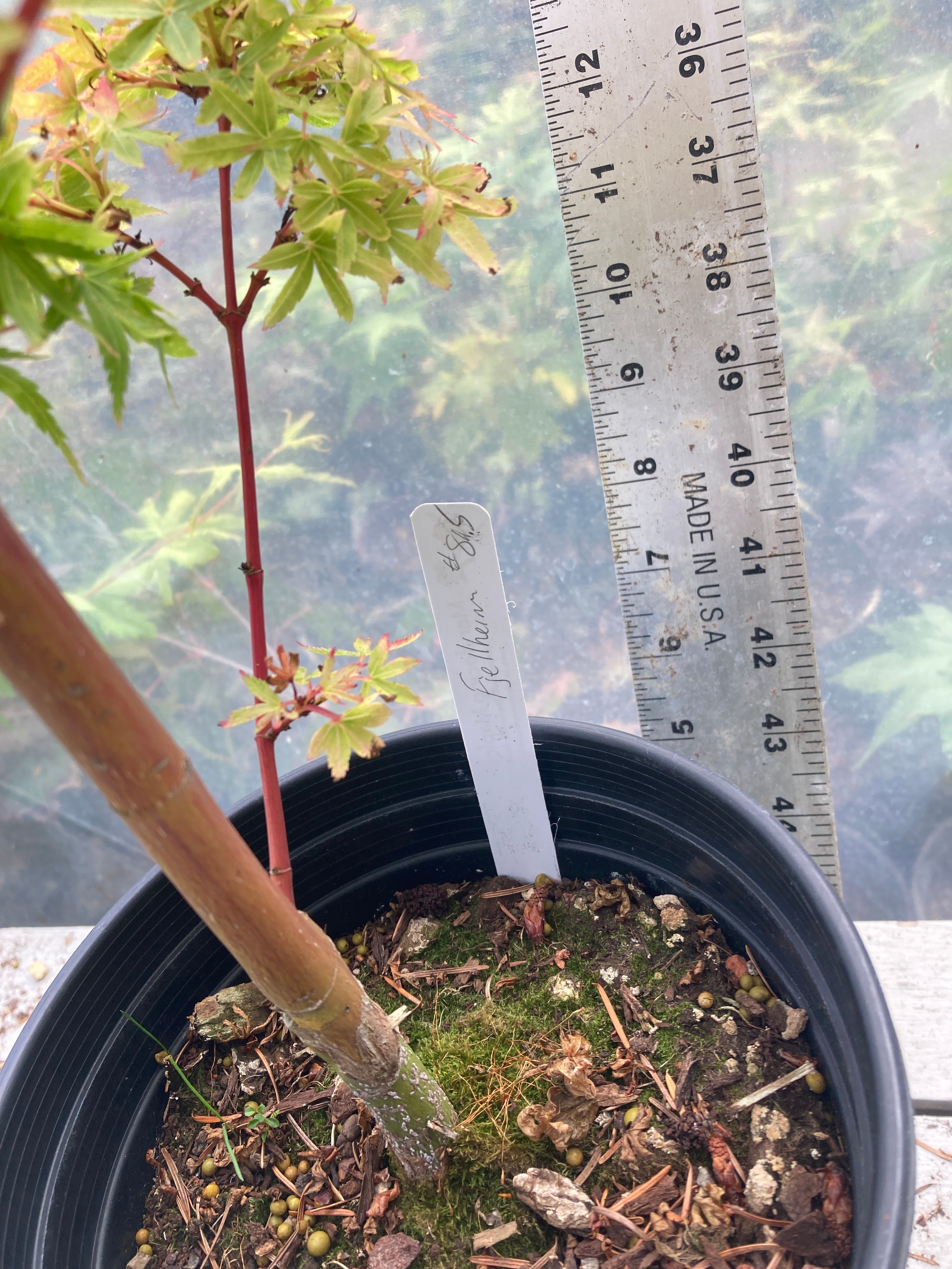 Fjellheim Pre-Bonsai (#815)
