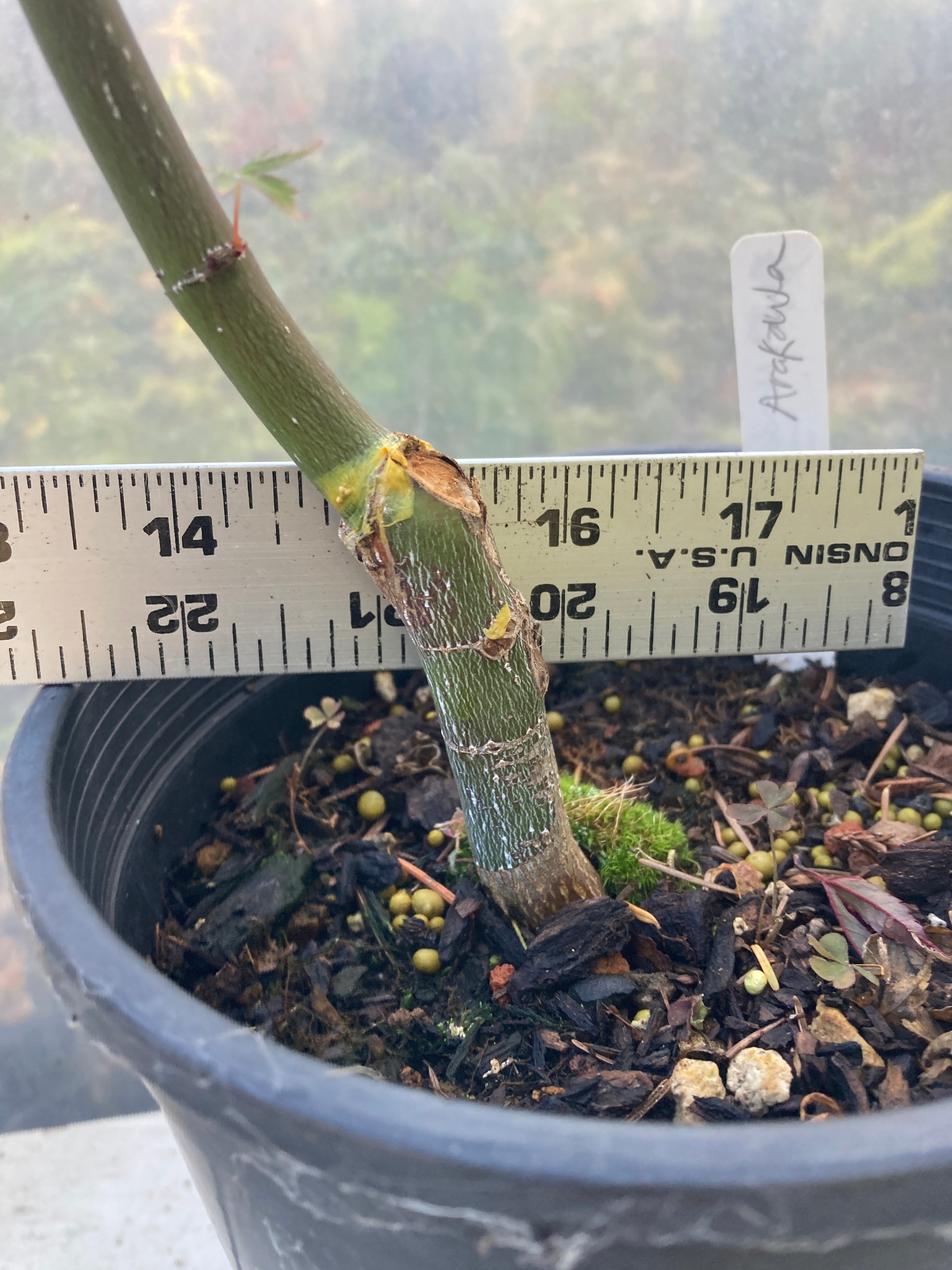 Arakawa Rough Bark Maple- Pre-Bonsai 3 Yr (#61)
