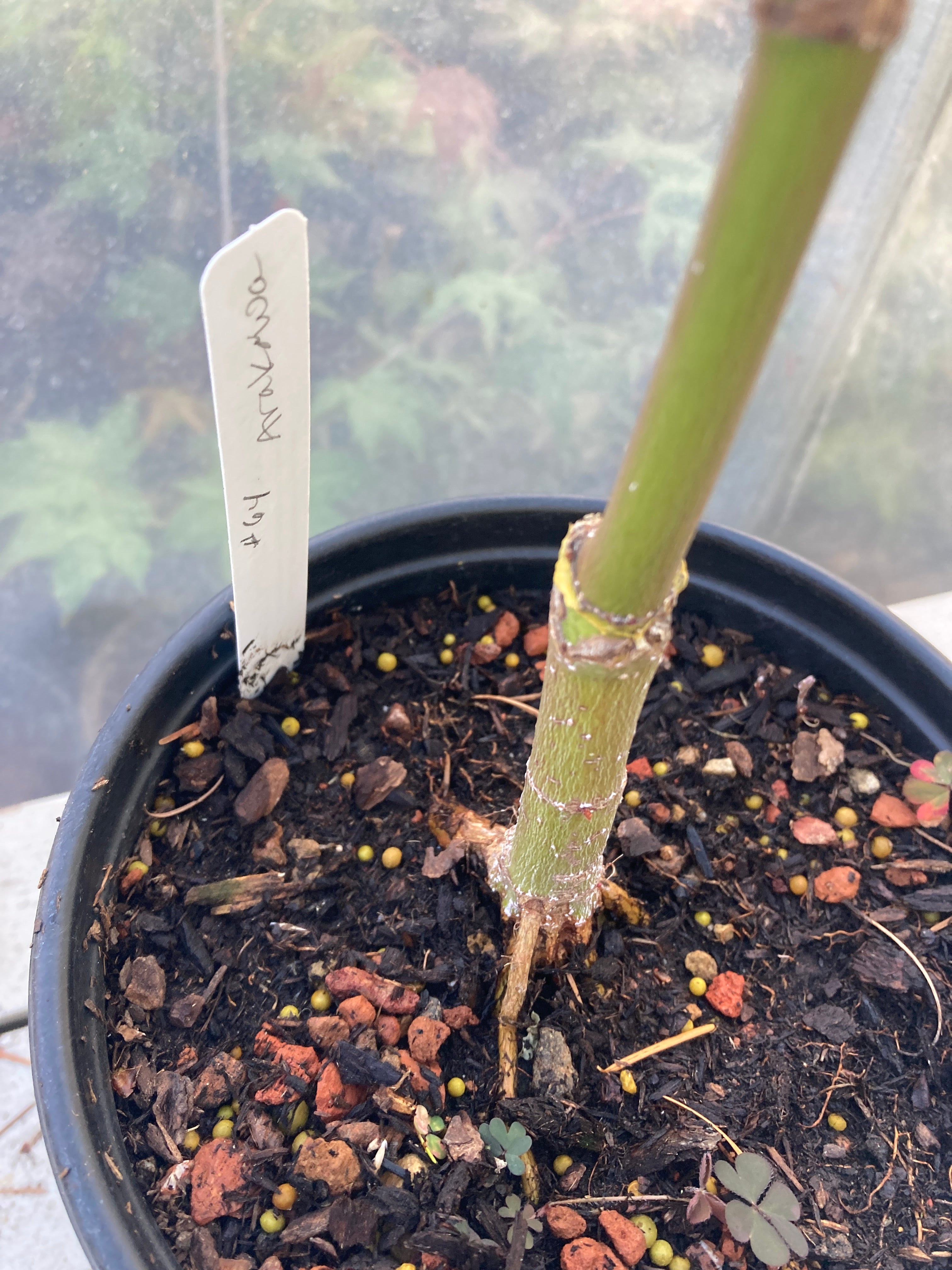 Arakawa Rough Bark Maple- Pre-Bonsai (#64)