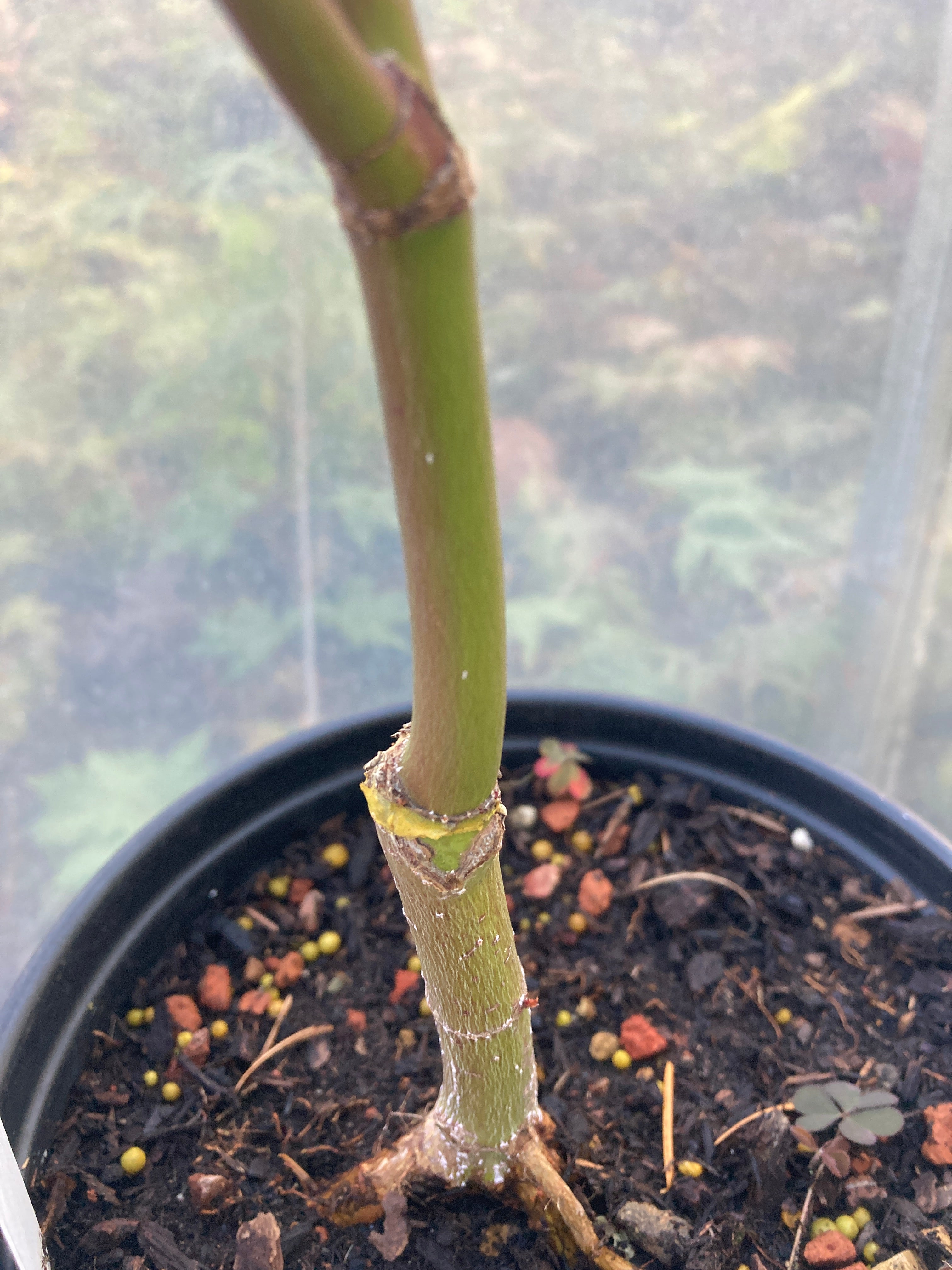 Arakawa Rough Bark Maple- Pre-Bonsai (#64)