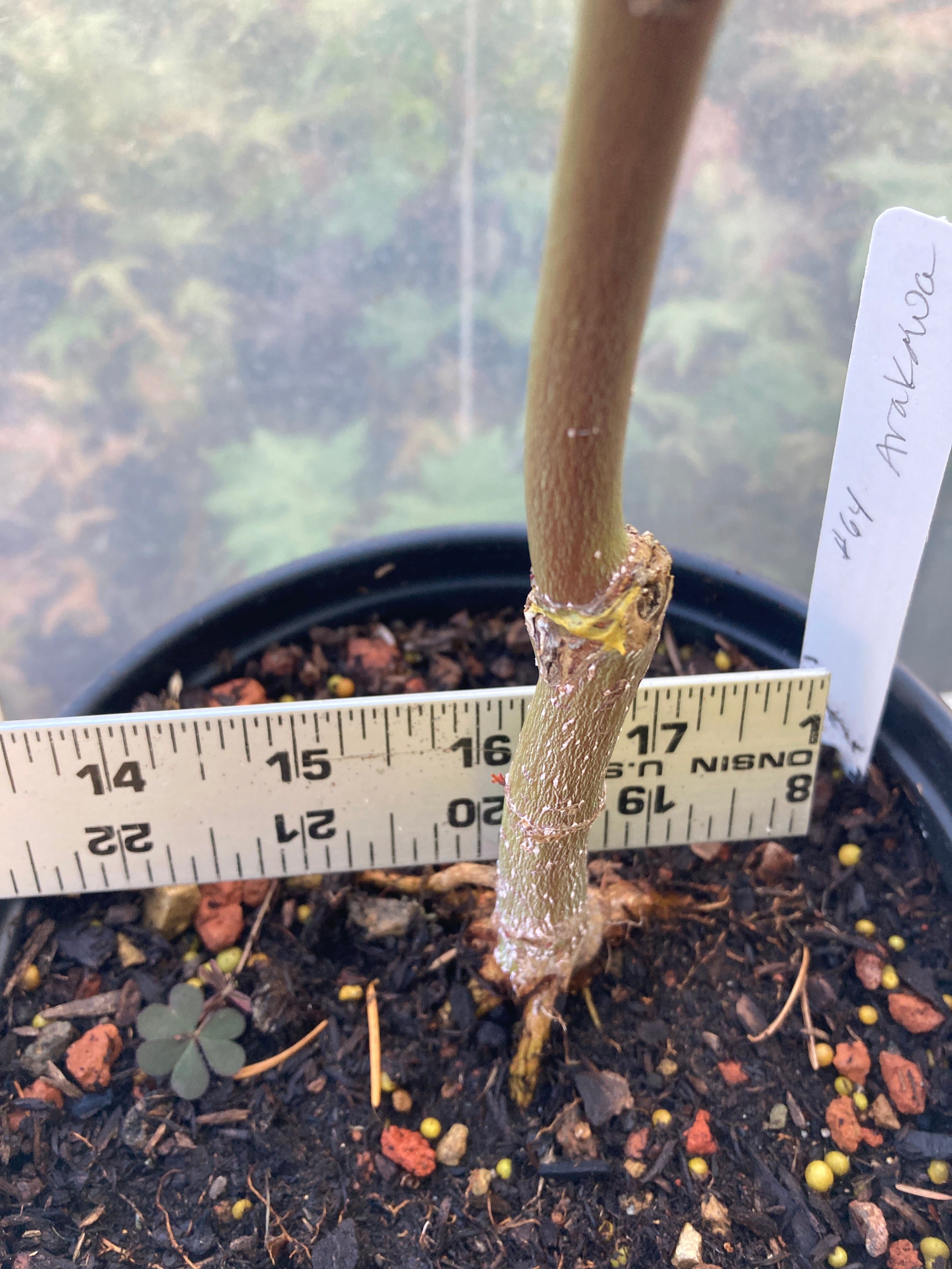 Arakawa Rough Bark Maple- Pre-Bonsai (#64)