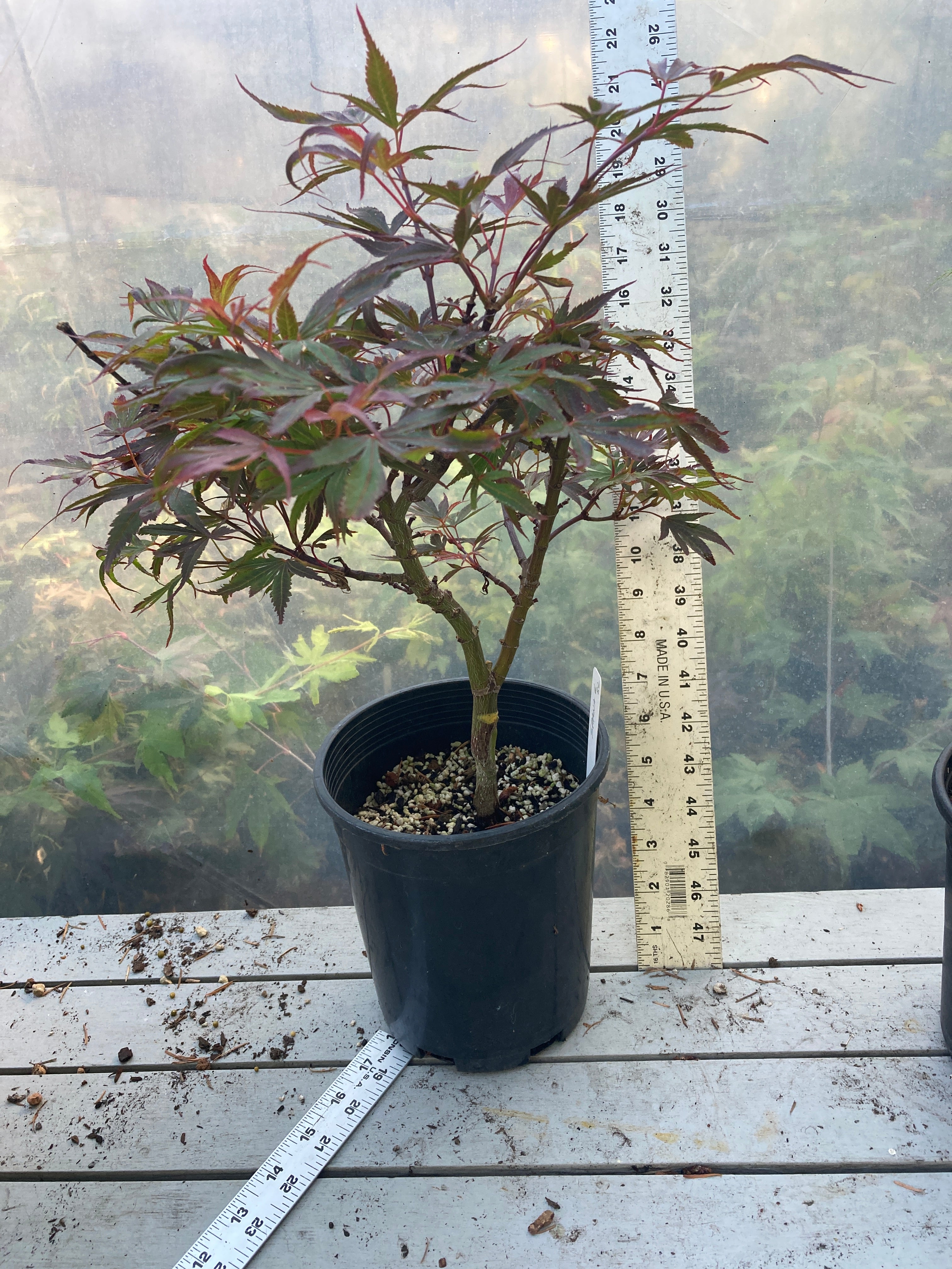 Shaina Pre Bonsai 2-3 yr (#82)