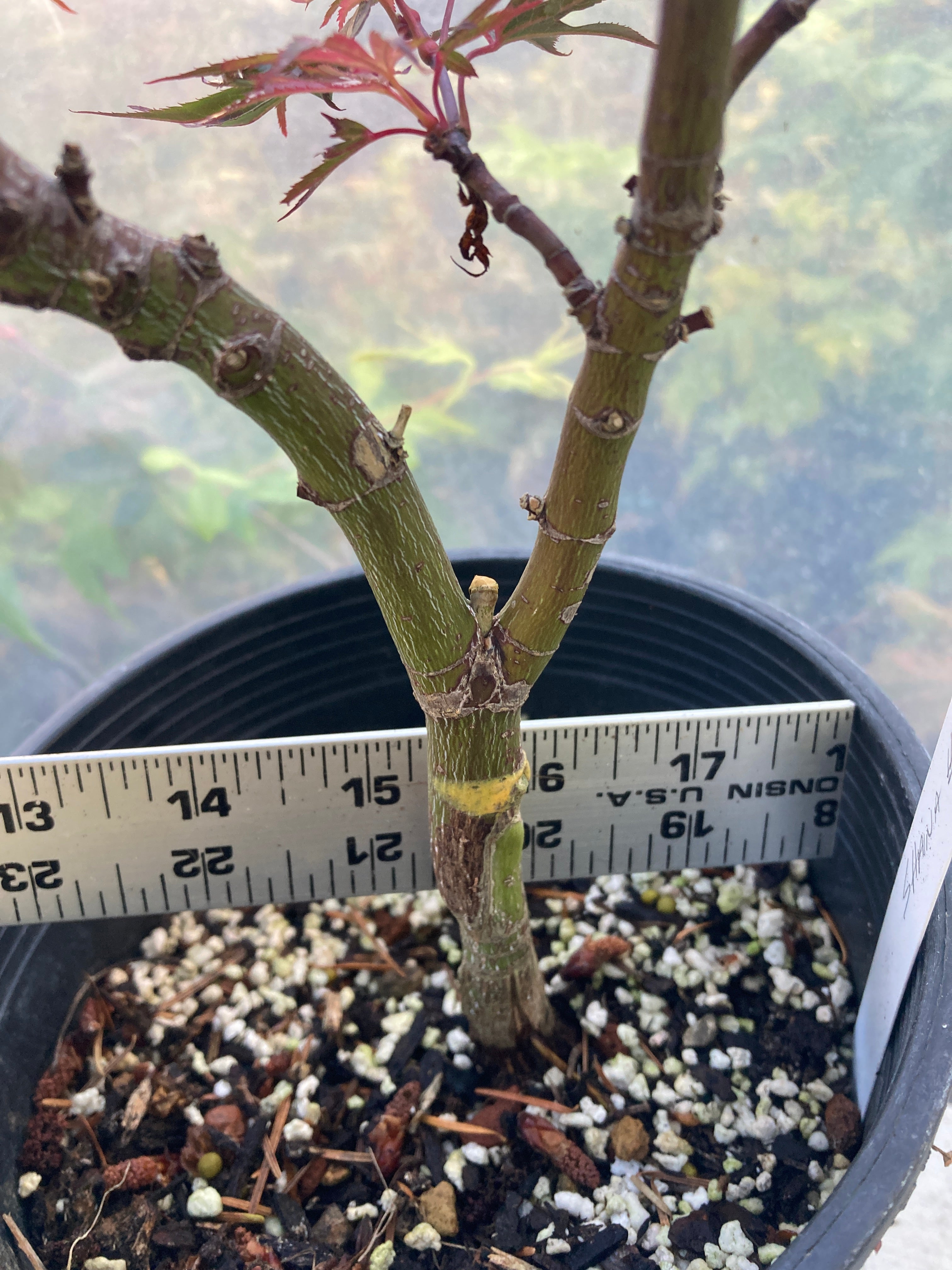 Shaina Pre Bonsai 2-3 yr (#82)