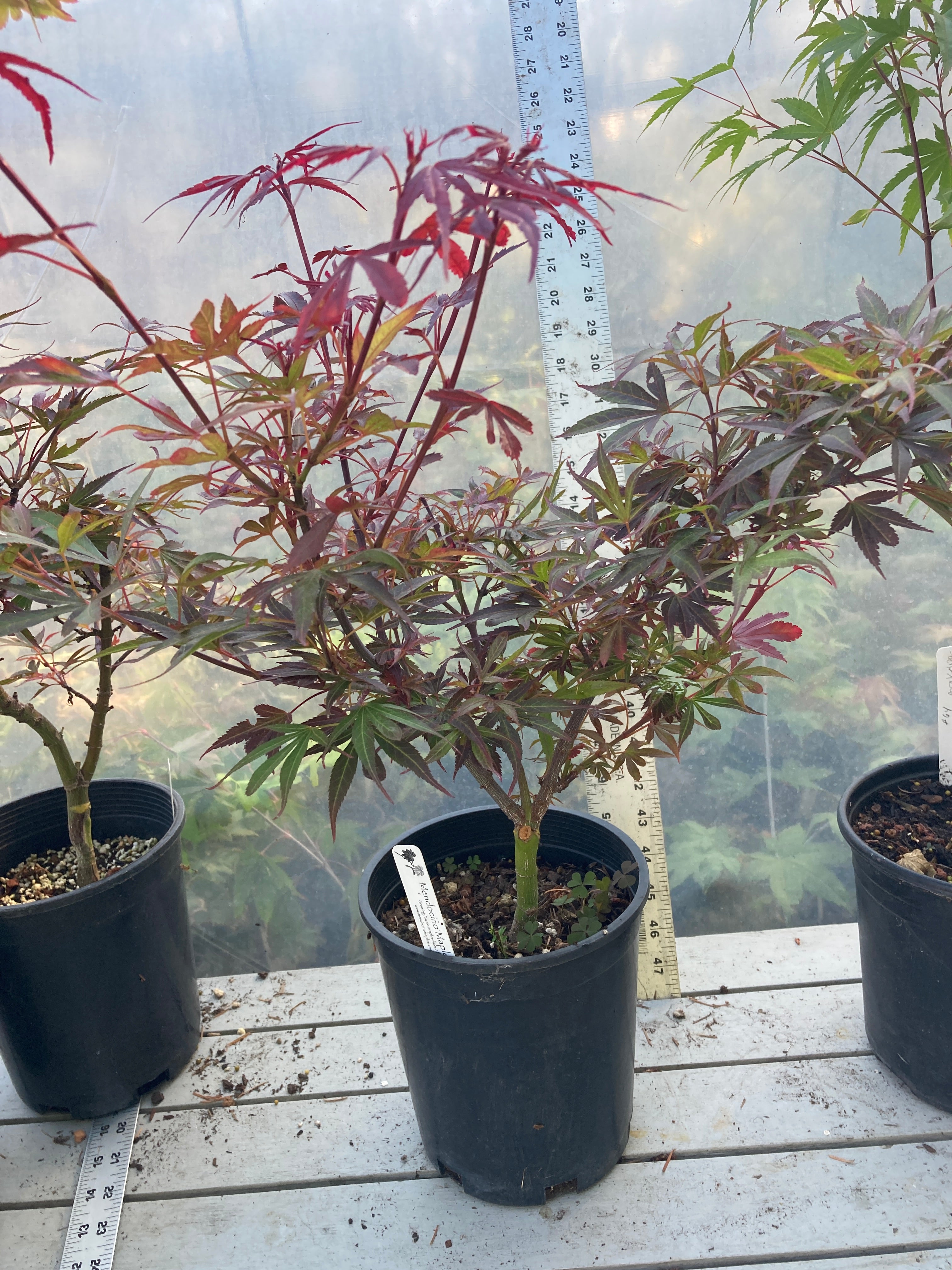 Fireball Pre Bonsai 2-3 Yr (#36)