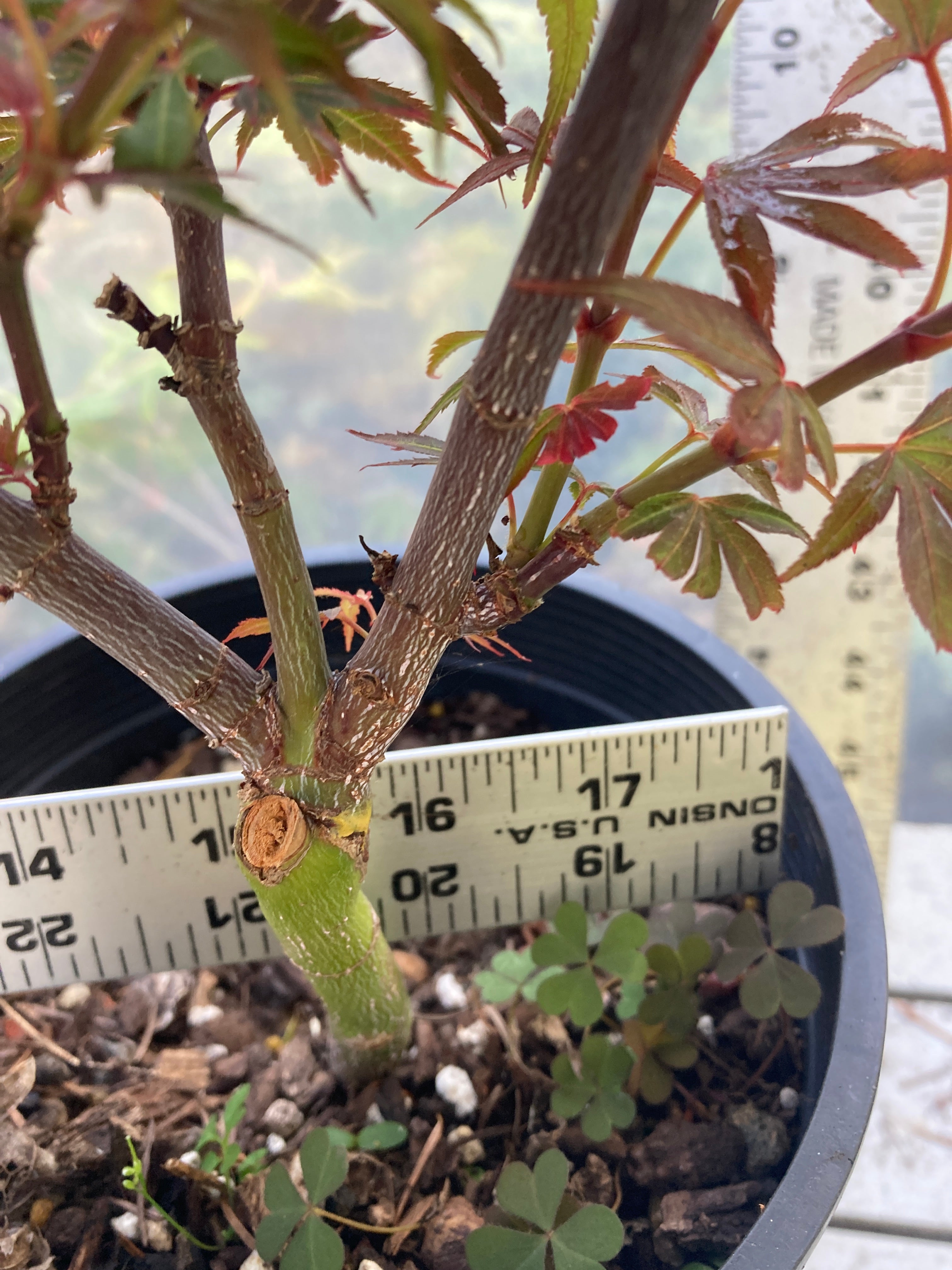 Fireball Pre Bonsai 2-3 Yr (#36)