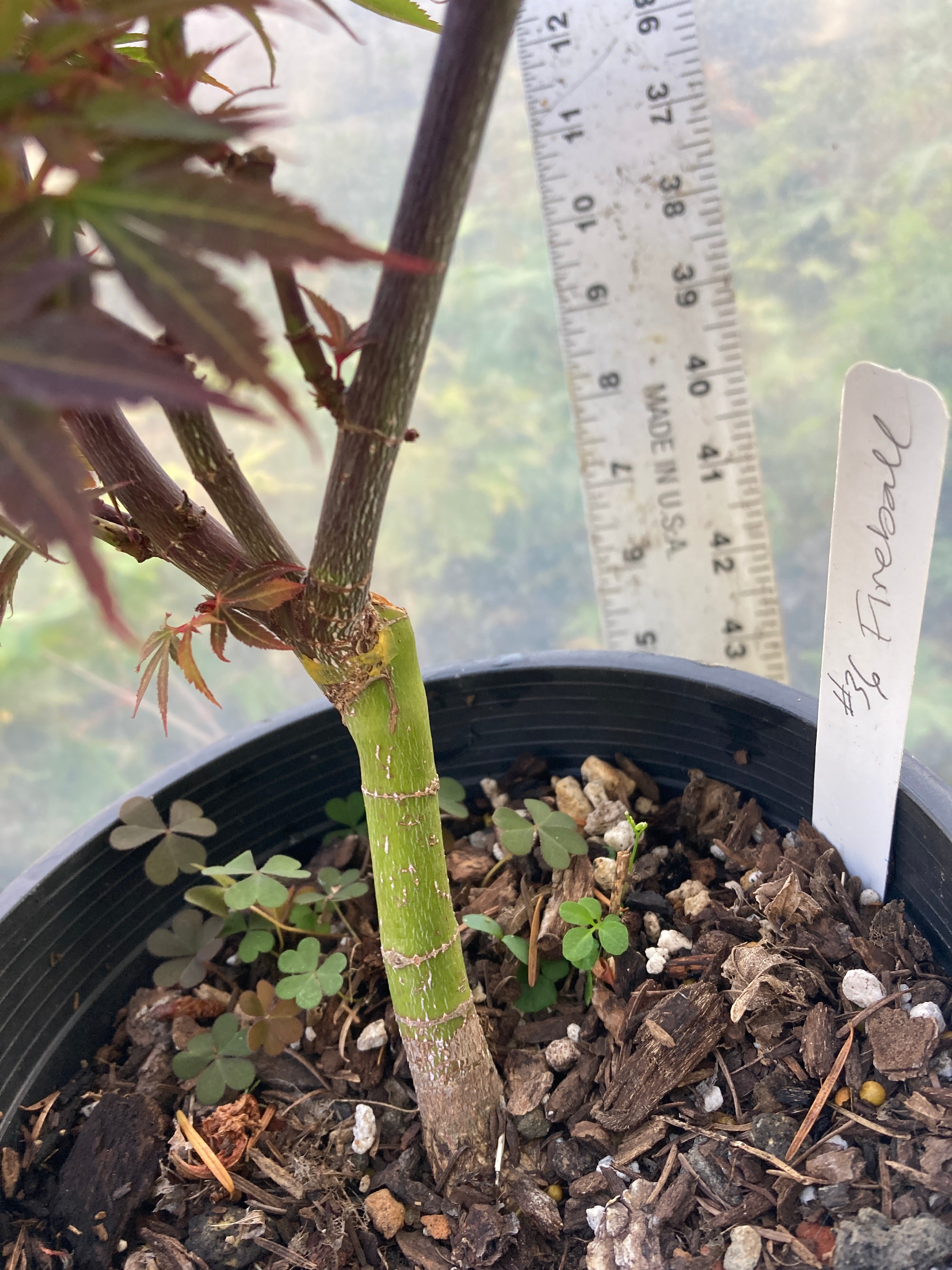 Fireball Pre Bonsai 2-3 Yr (#36)