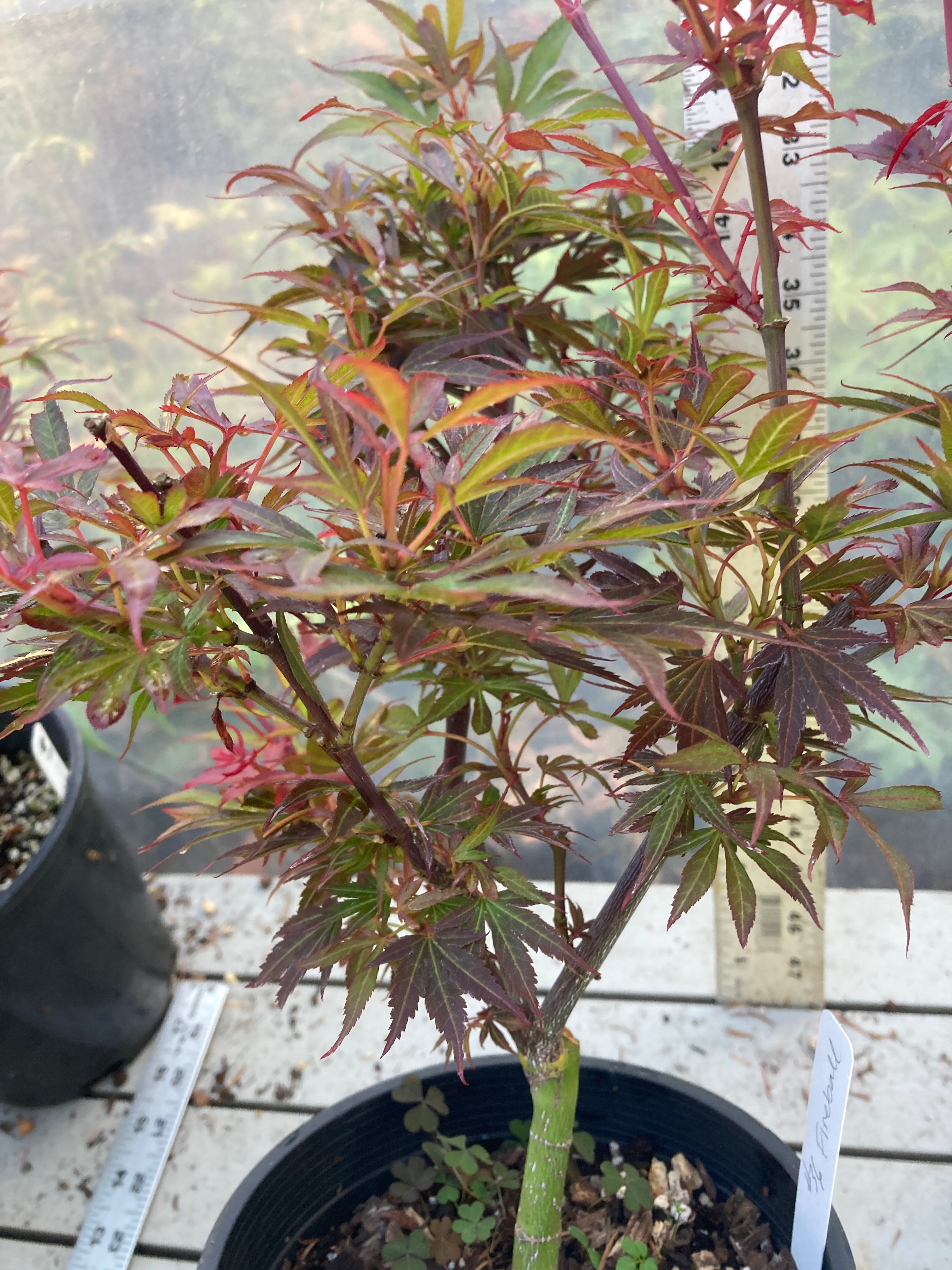 Fireball Pre Bonsai 2-3 Yr (#36)